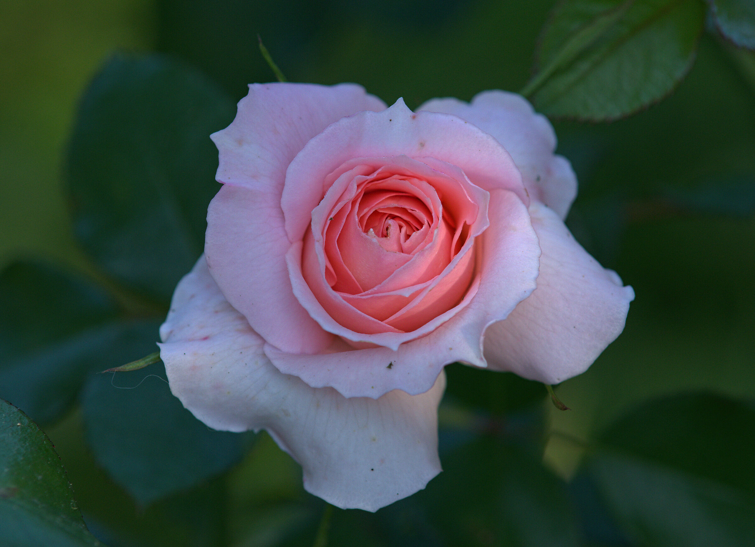 Rosa inglese