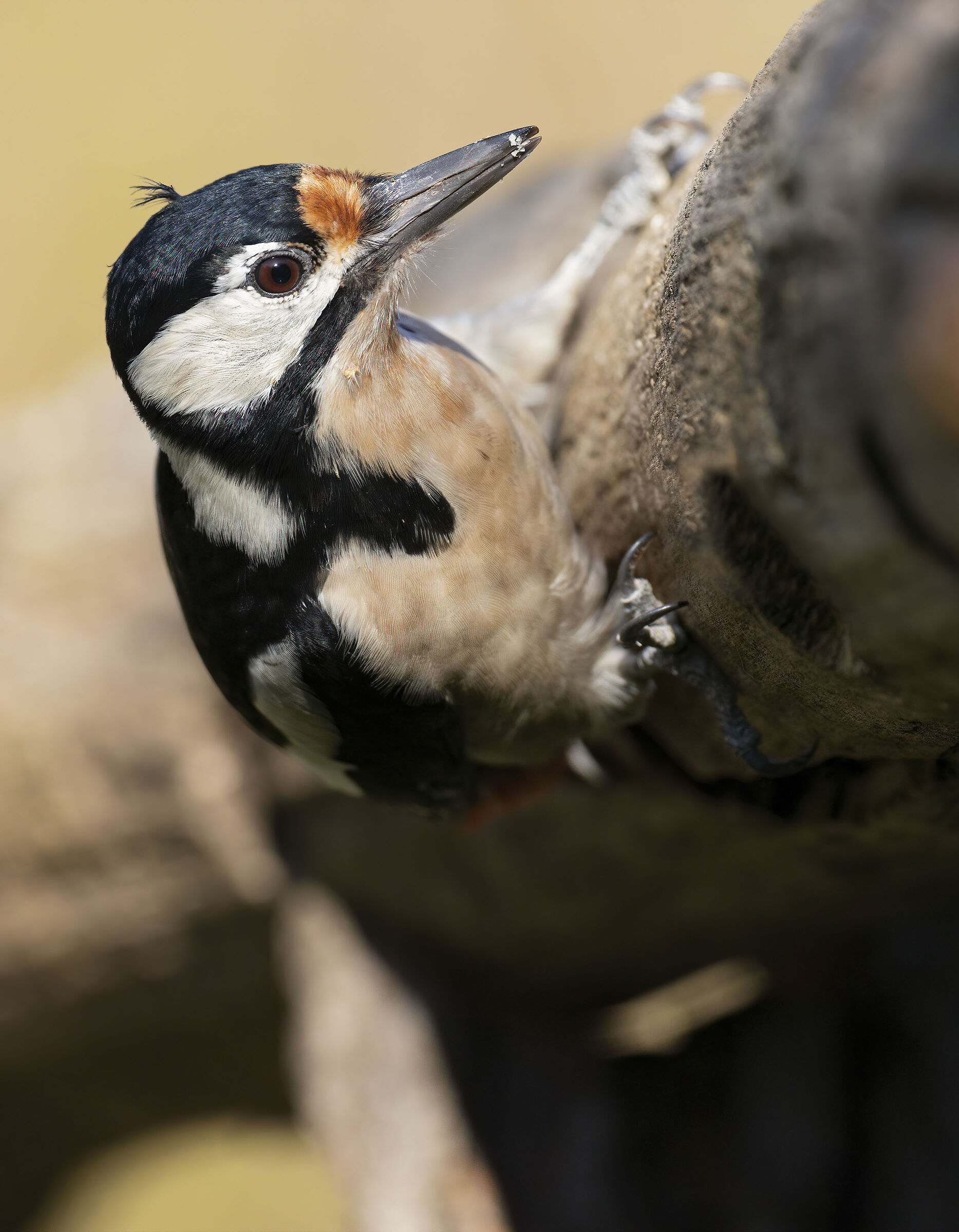 Picchio rosso maggiore (f)