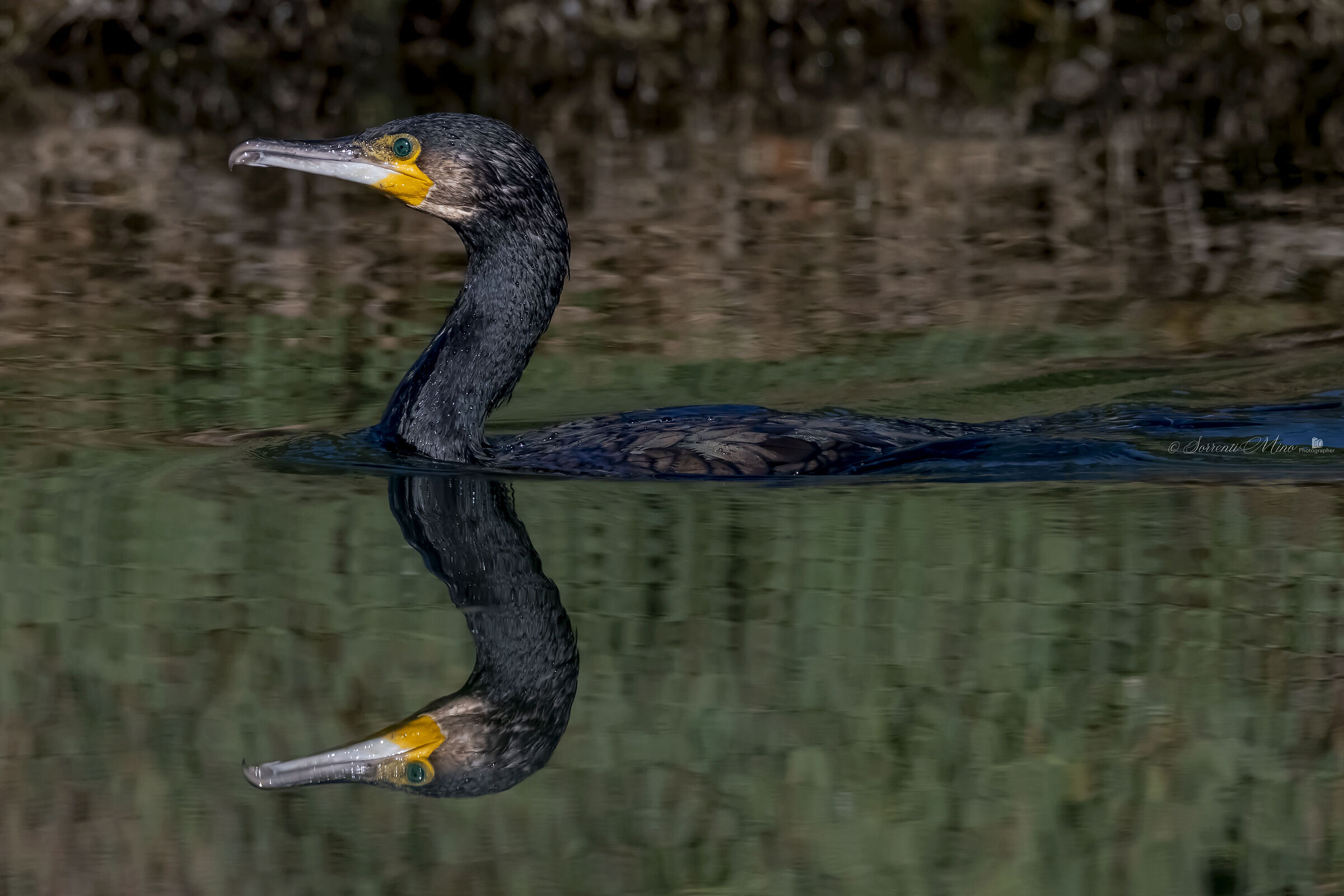 Cormorano riflesso !