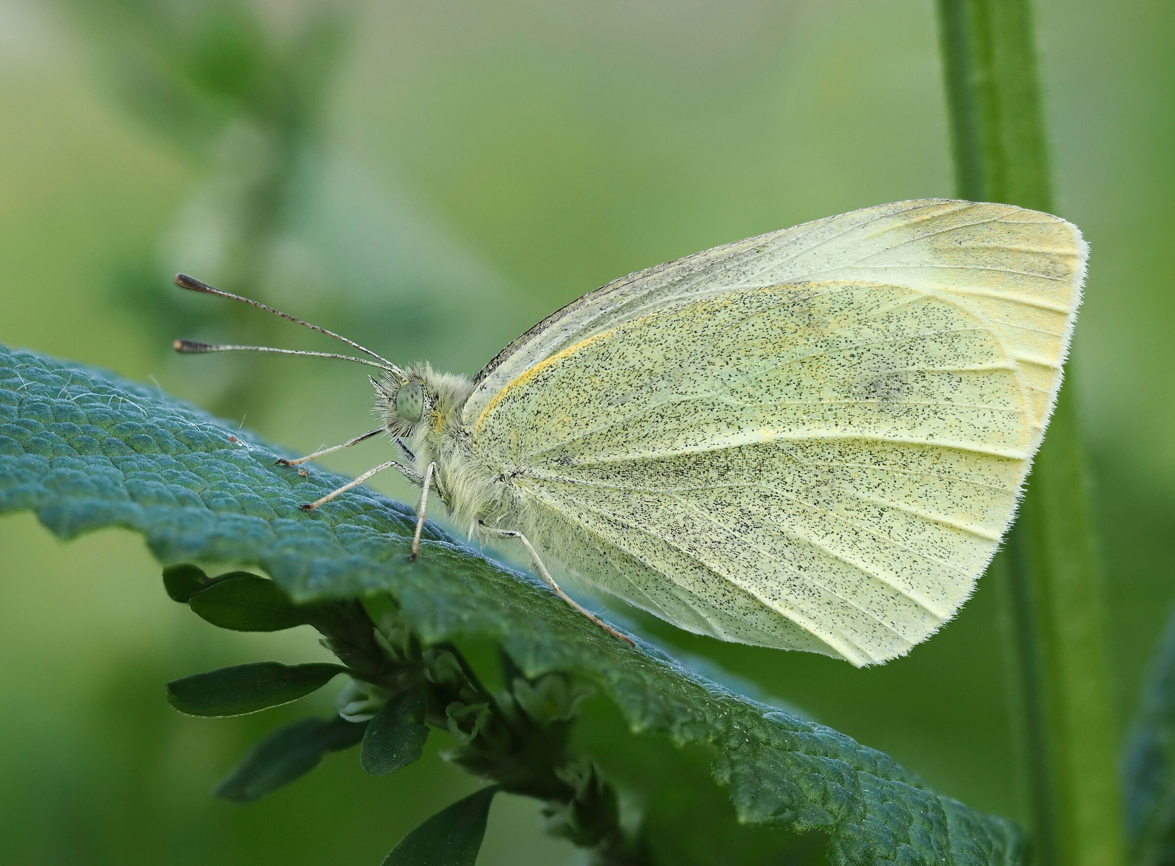 Pieris mannii