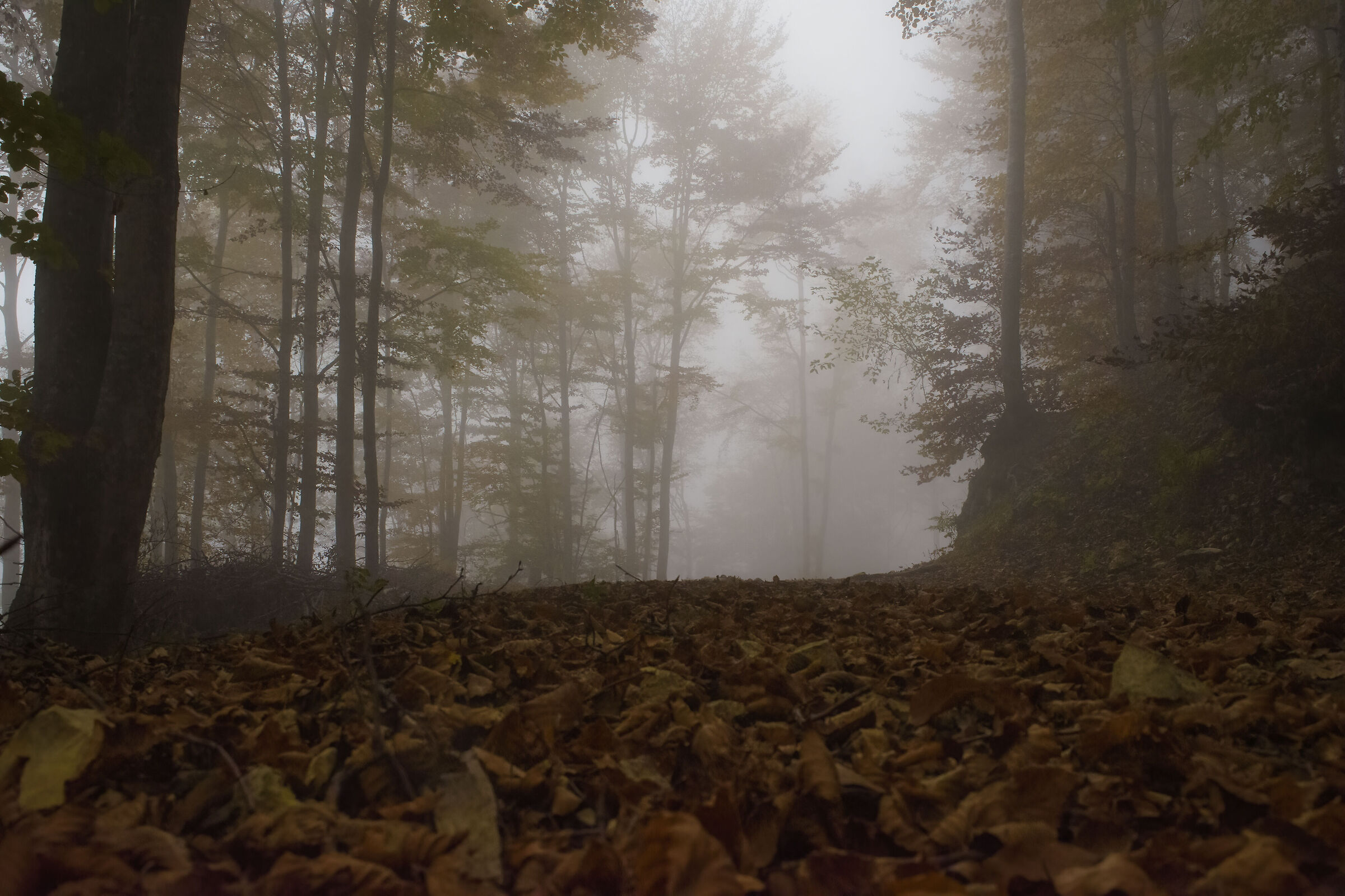 L'indistinto nei boschi