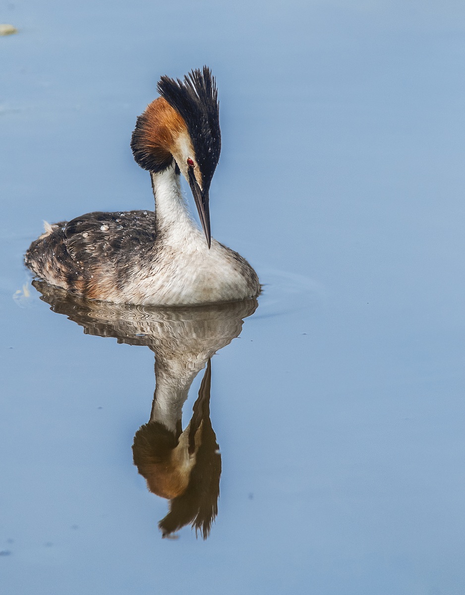 grebe