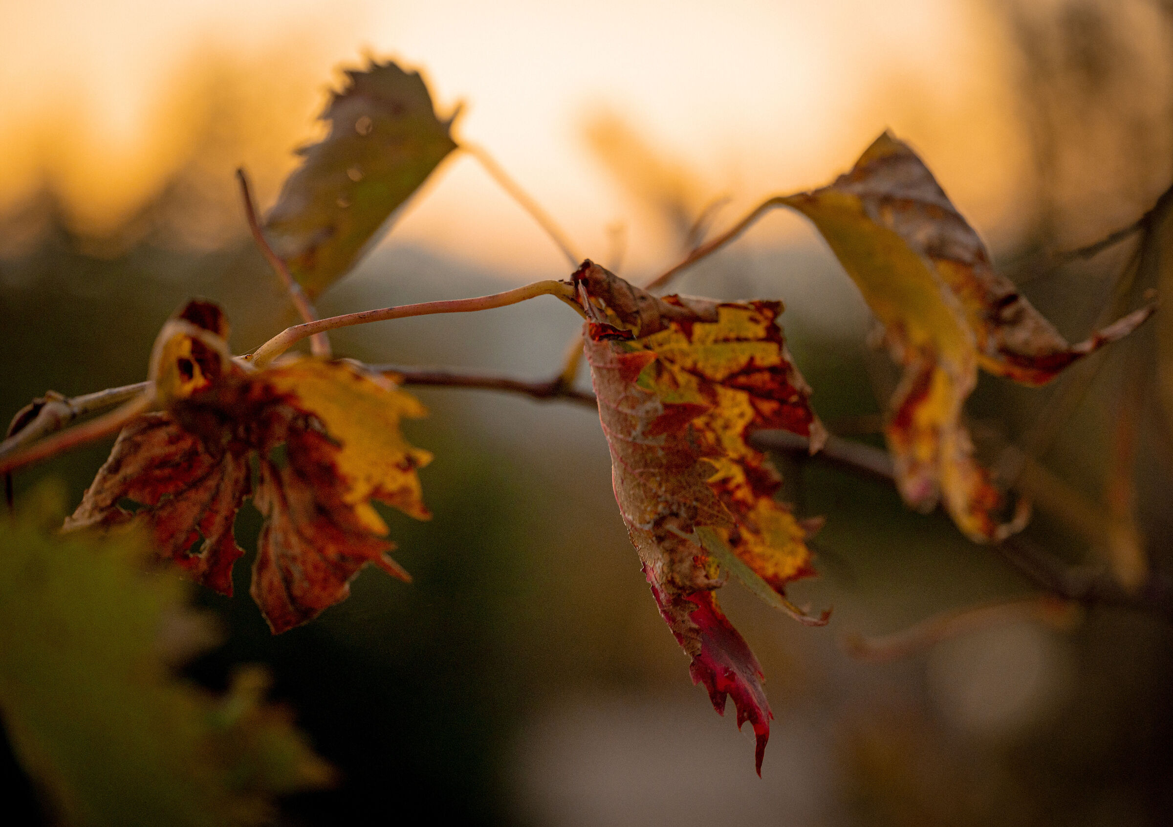 Autumn and its colors
