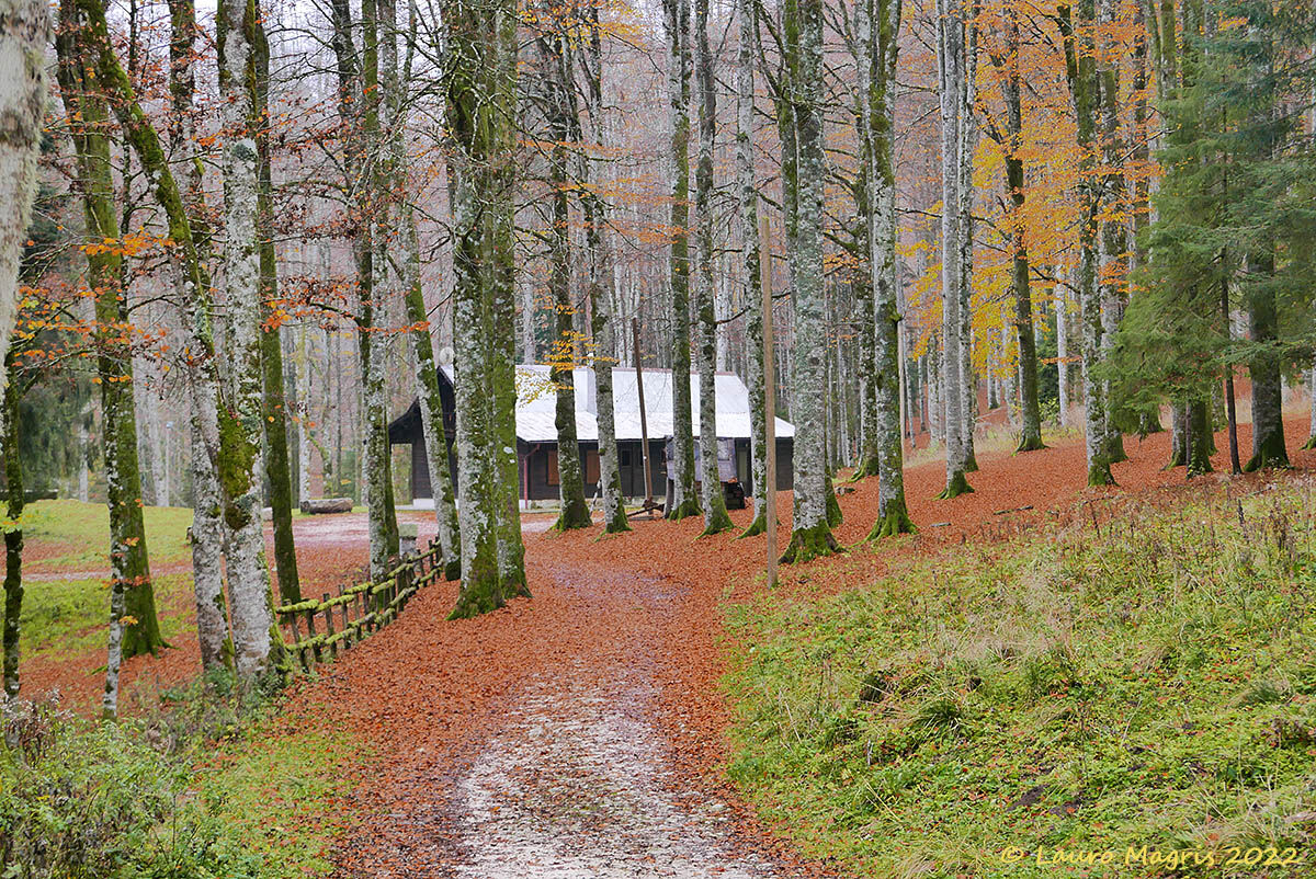 Una coperta di foglie