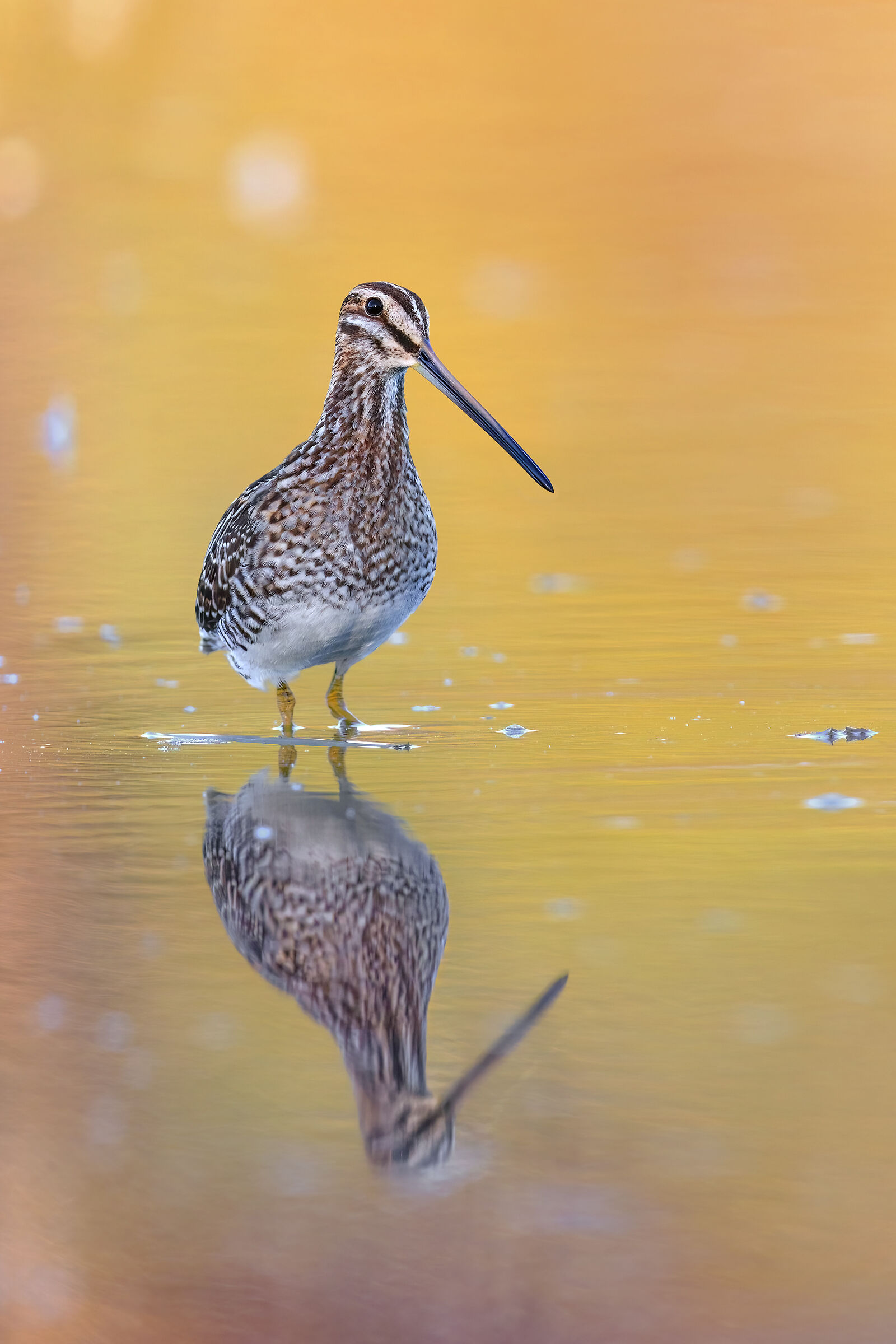 Snipe in golden dawn