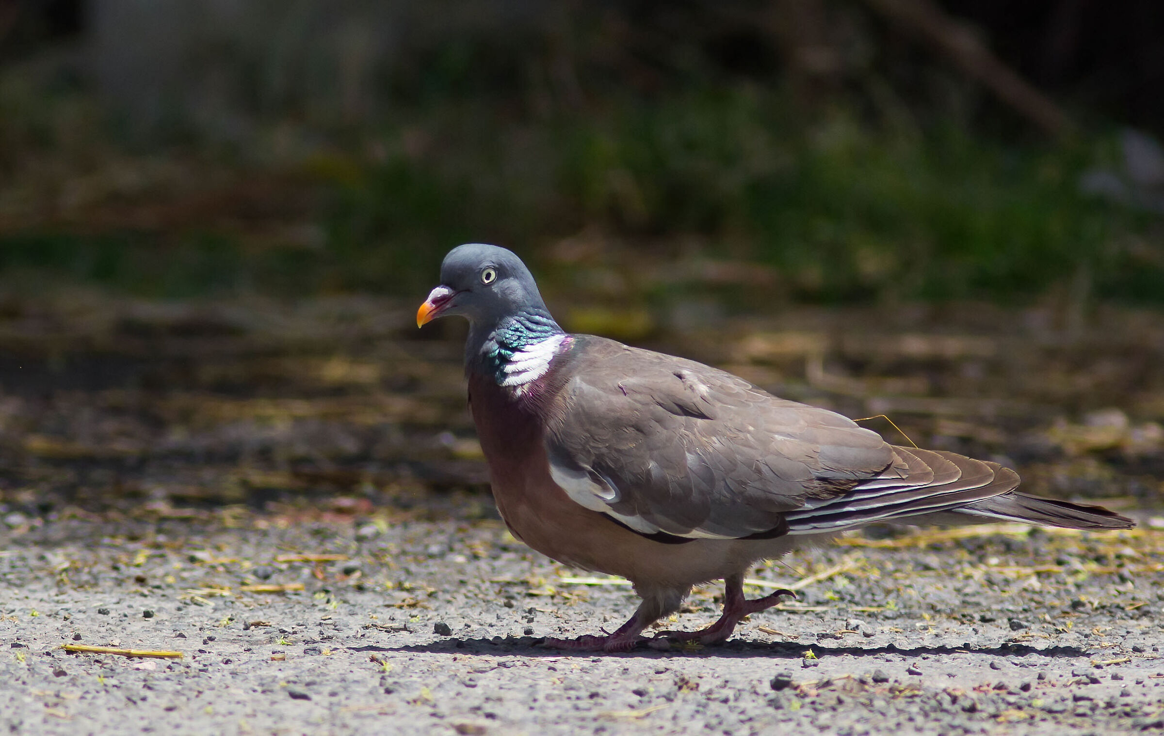 Wood pigeon walking