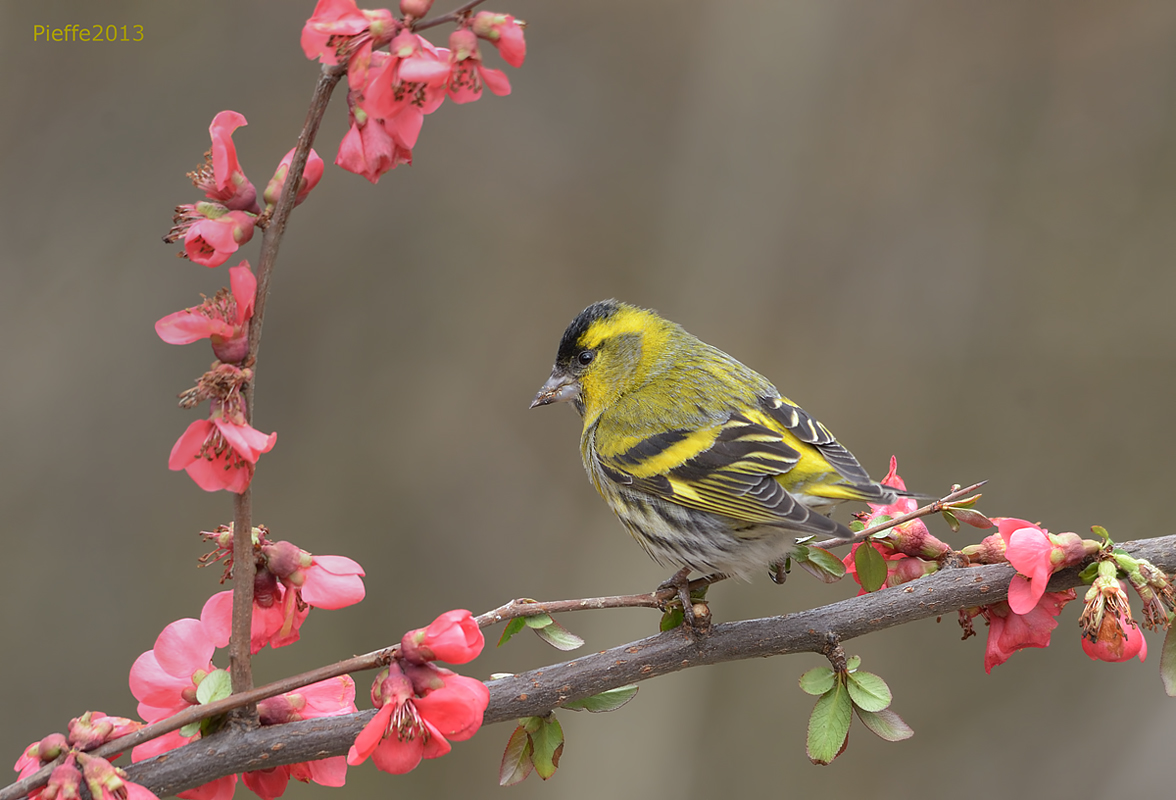 Siskin