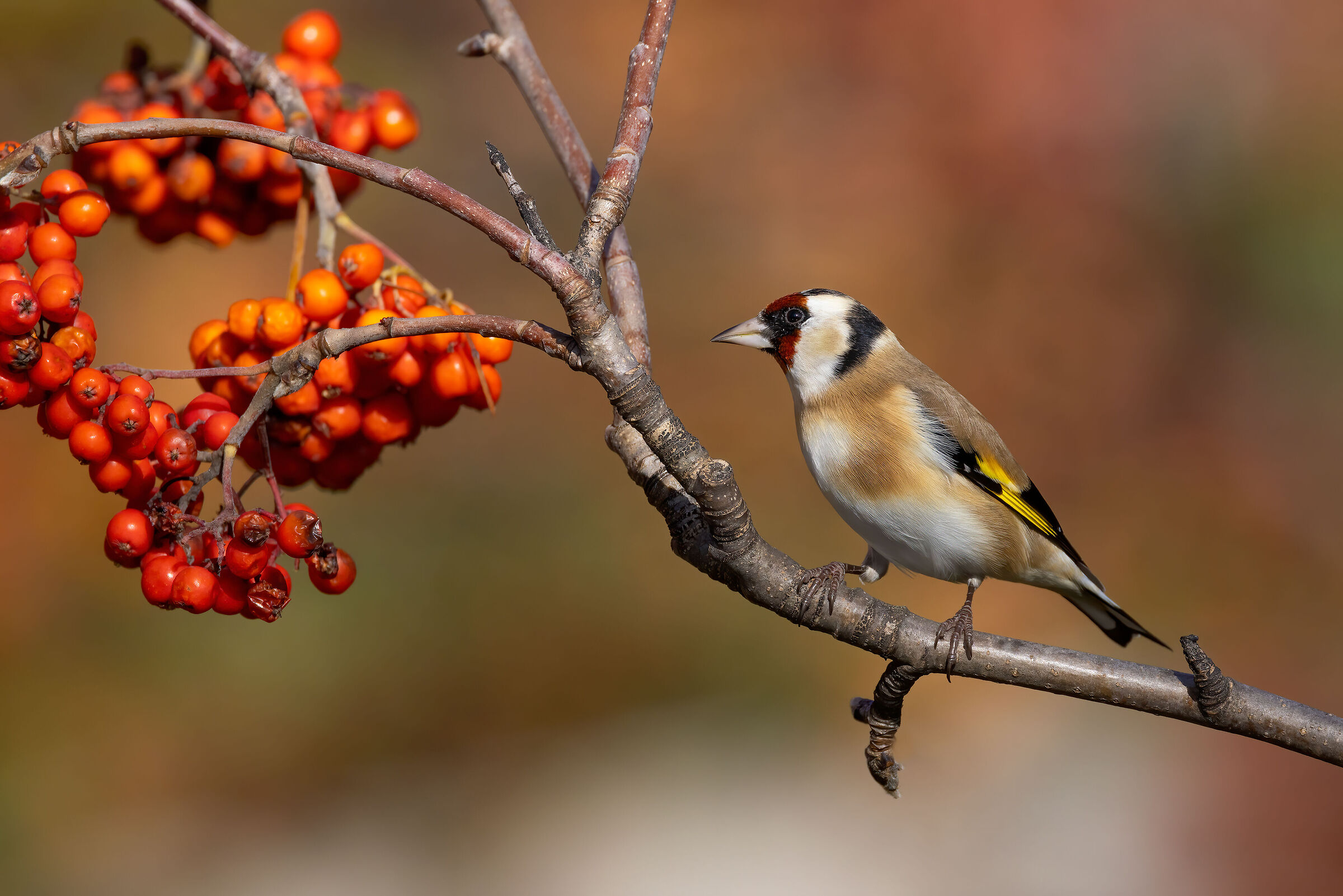 Cardellino (Carduelis carduelis)