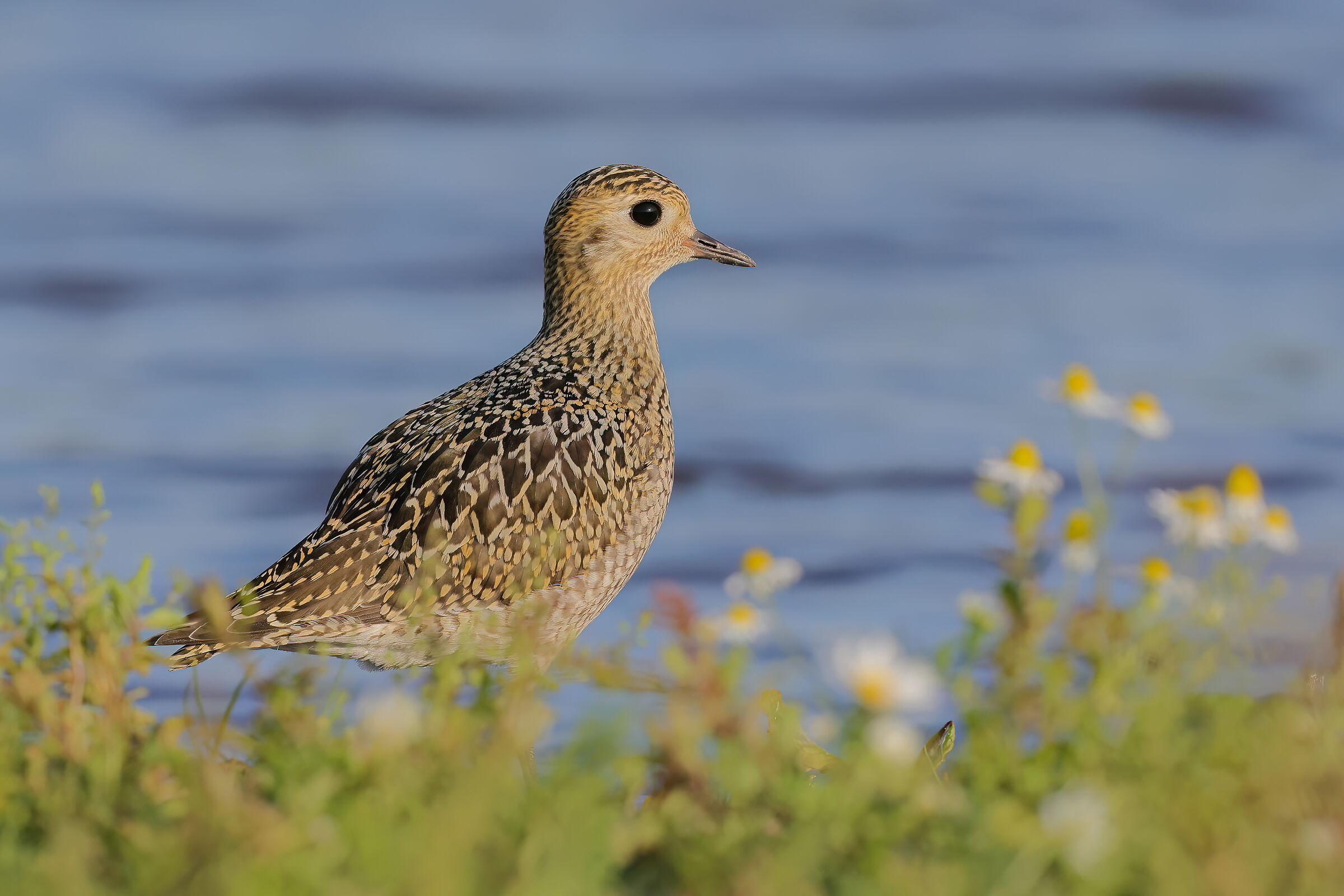 Golden plover