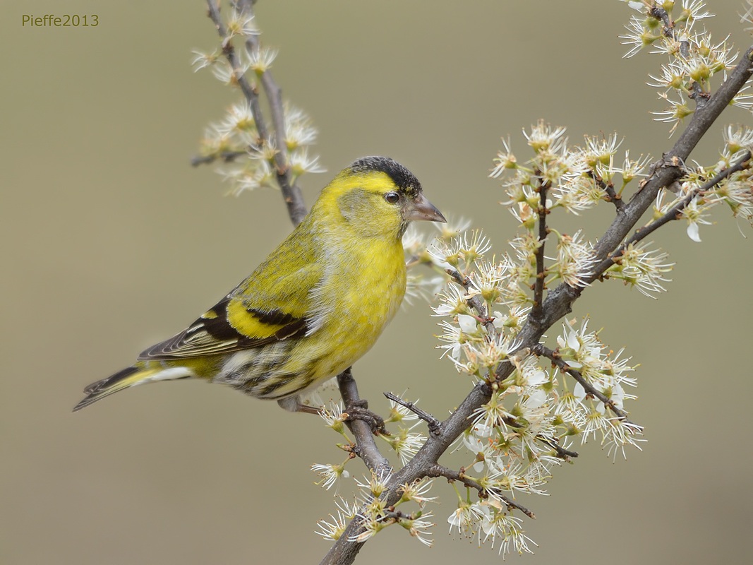 Siskin