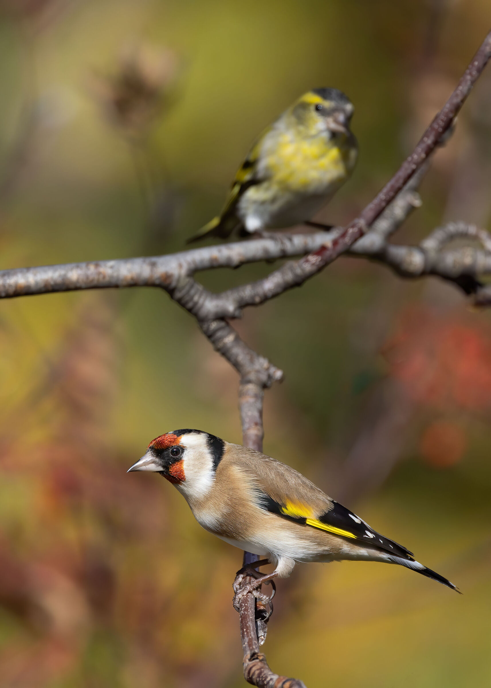 Ottobre 2022, la magia dell'autunno sul Monte Baldo