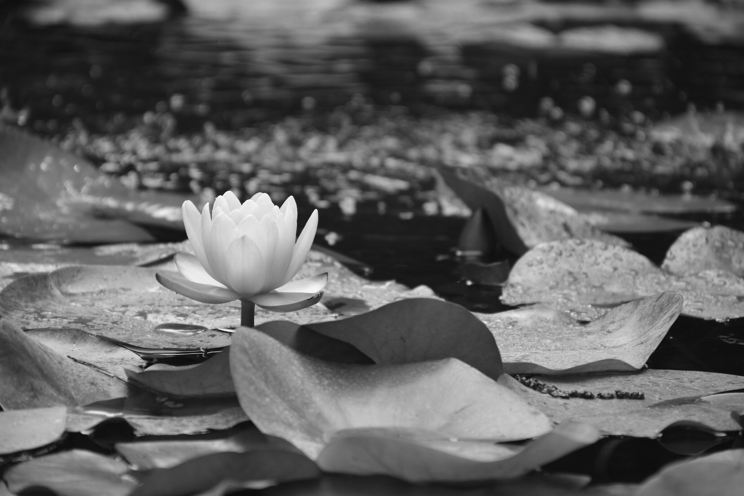 Water lily