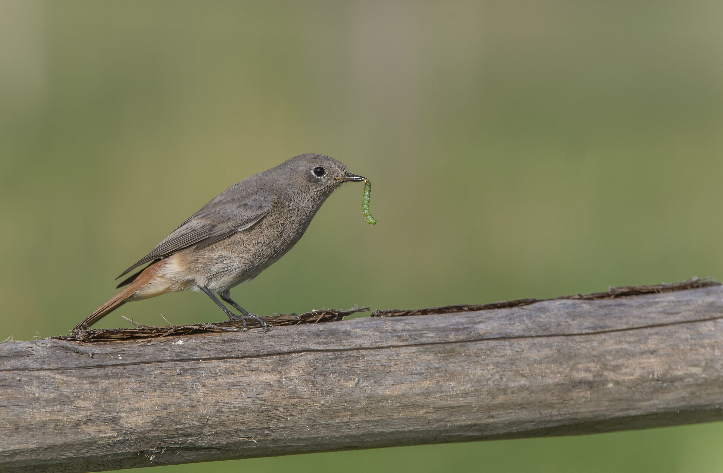 Black redstart