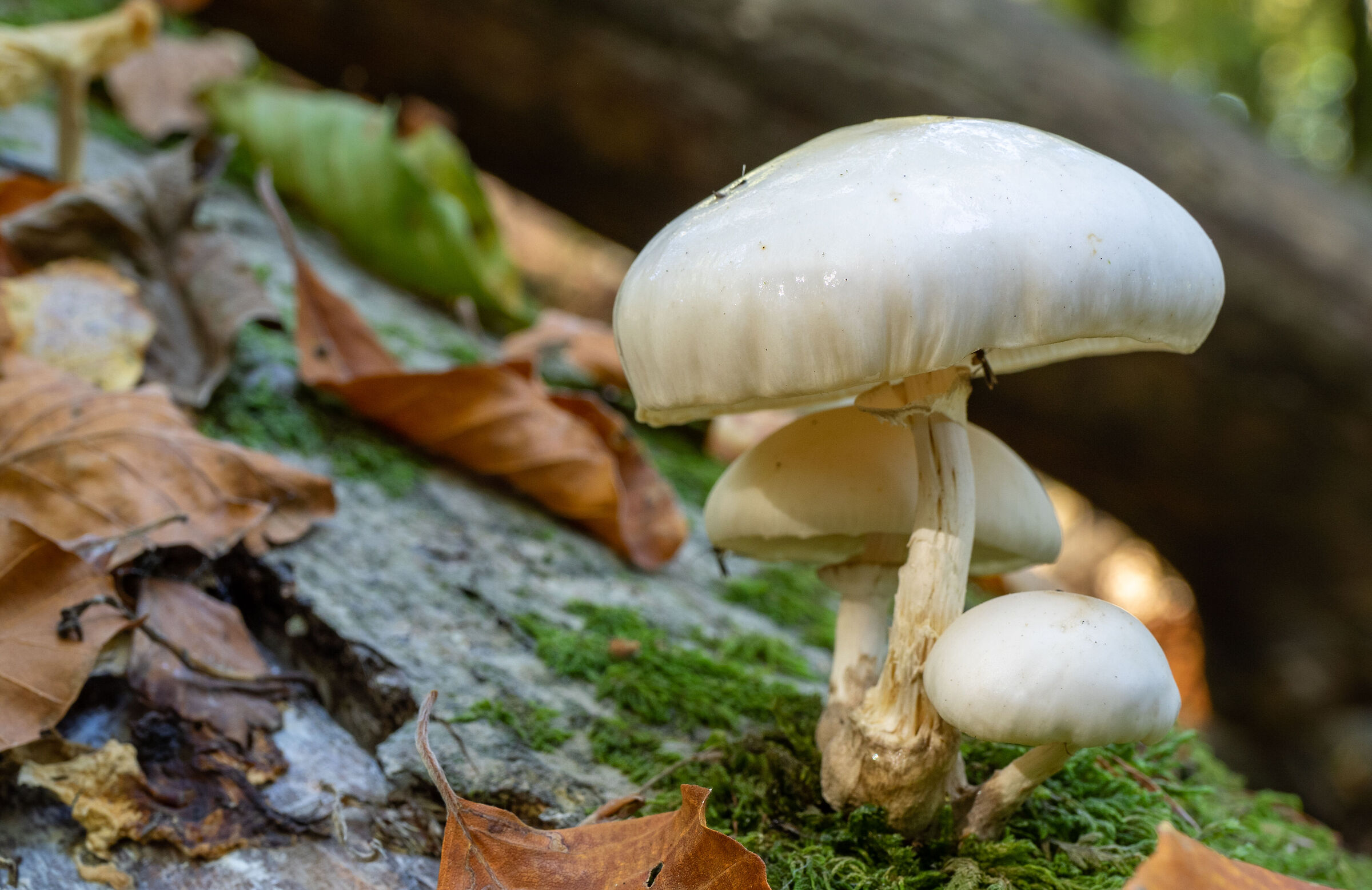 A spasso per il bosco