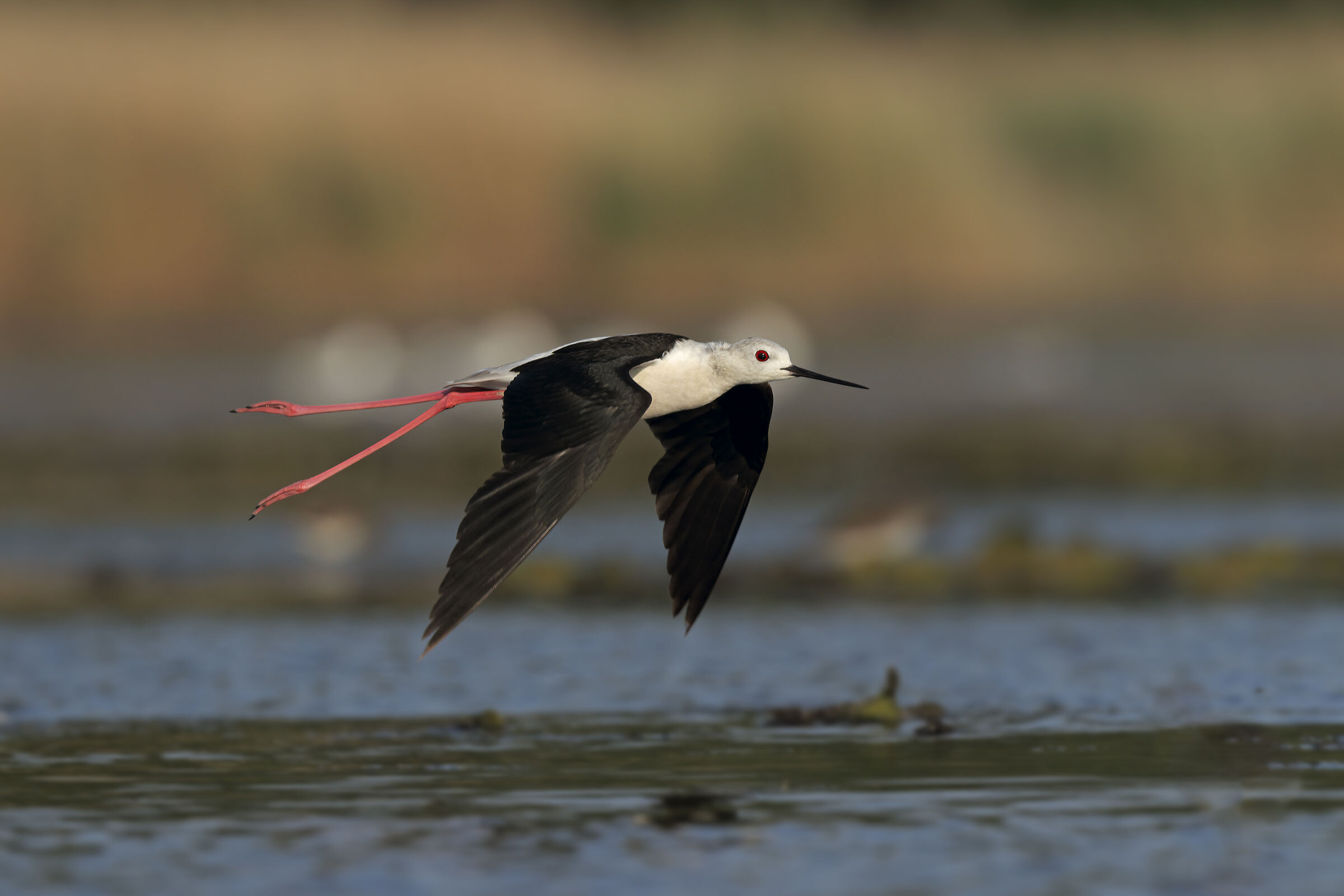 Volo radente.