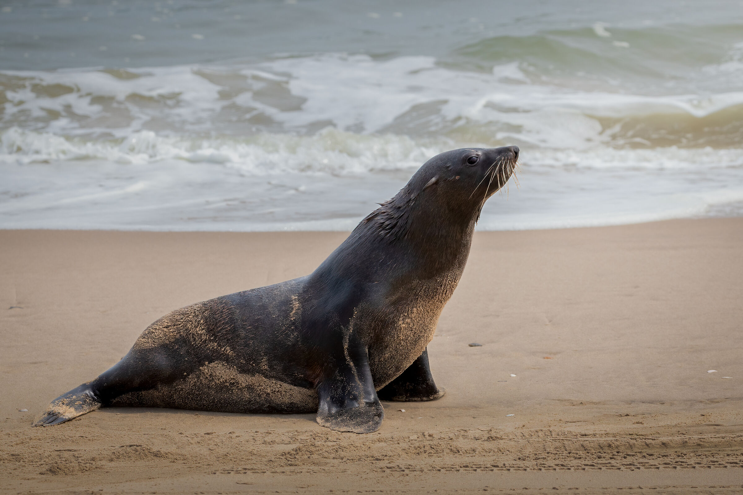 Cape fur seal