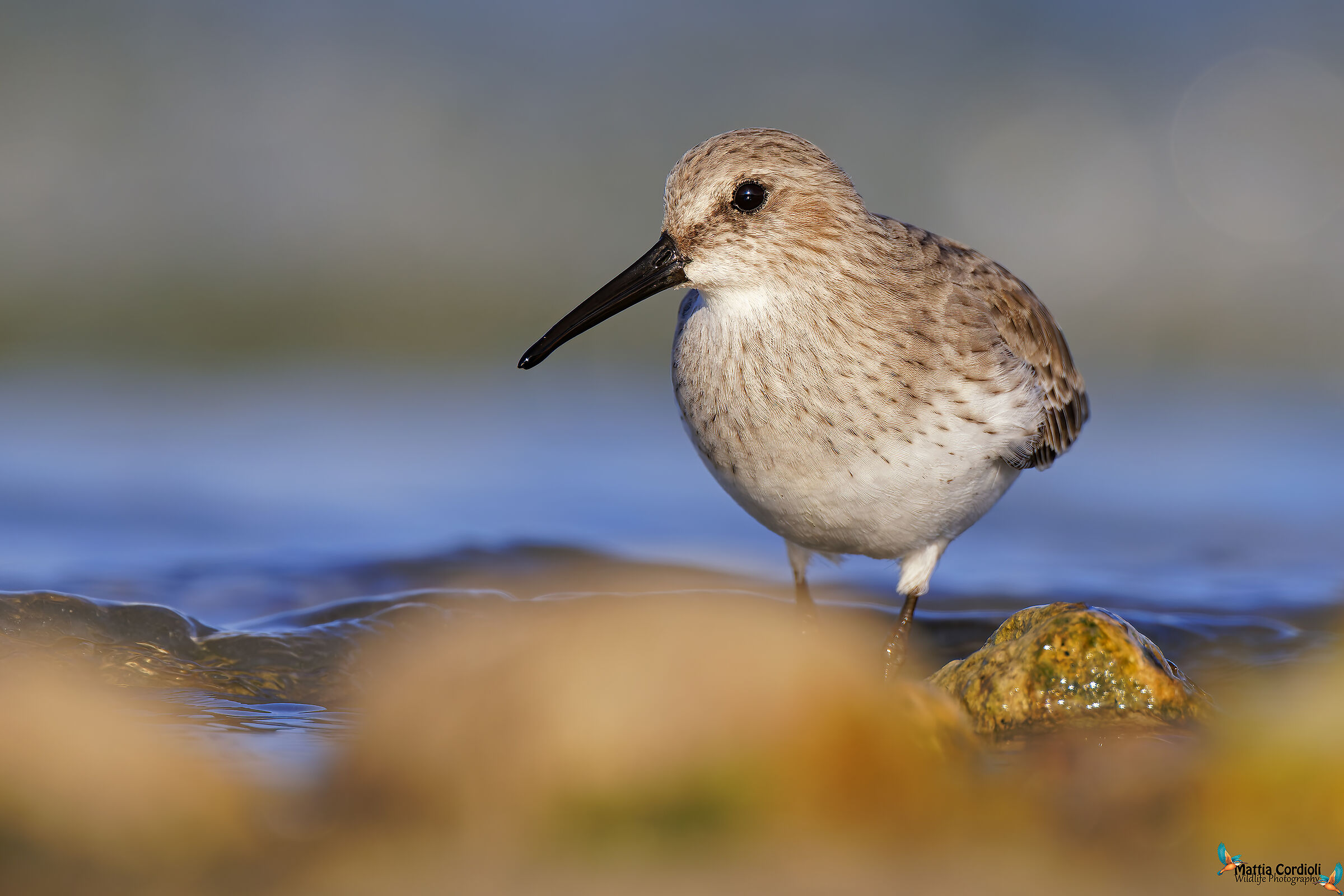 Dunlin
