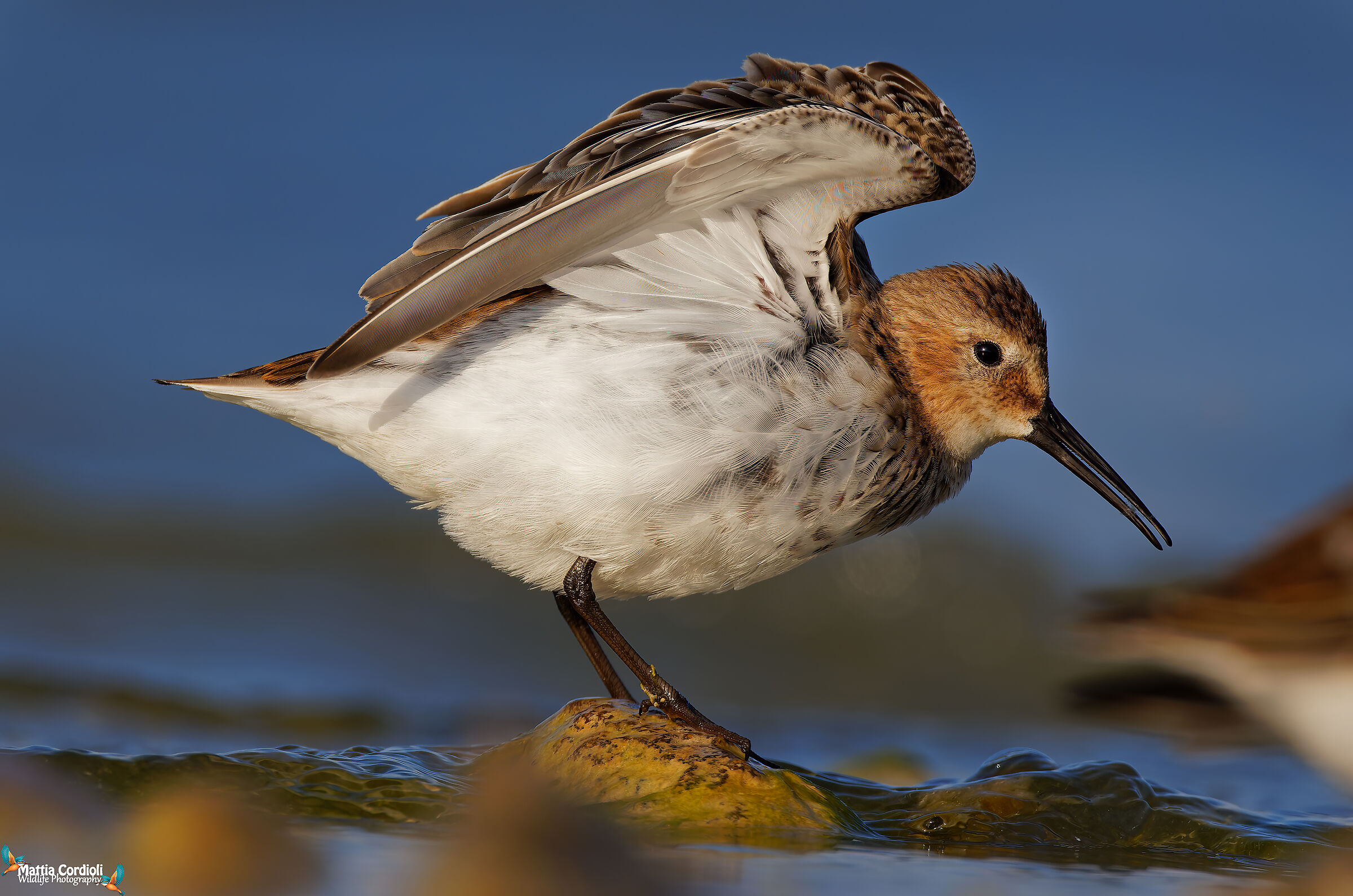 dunlin