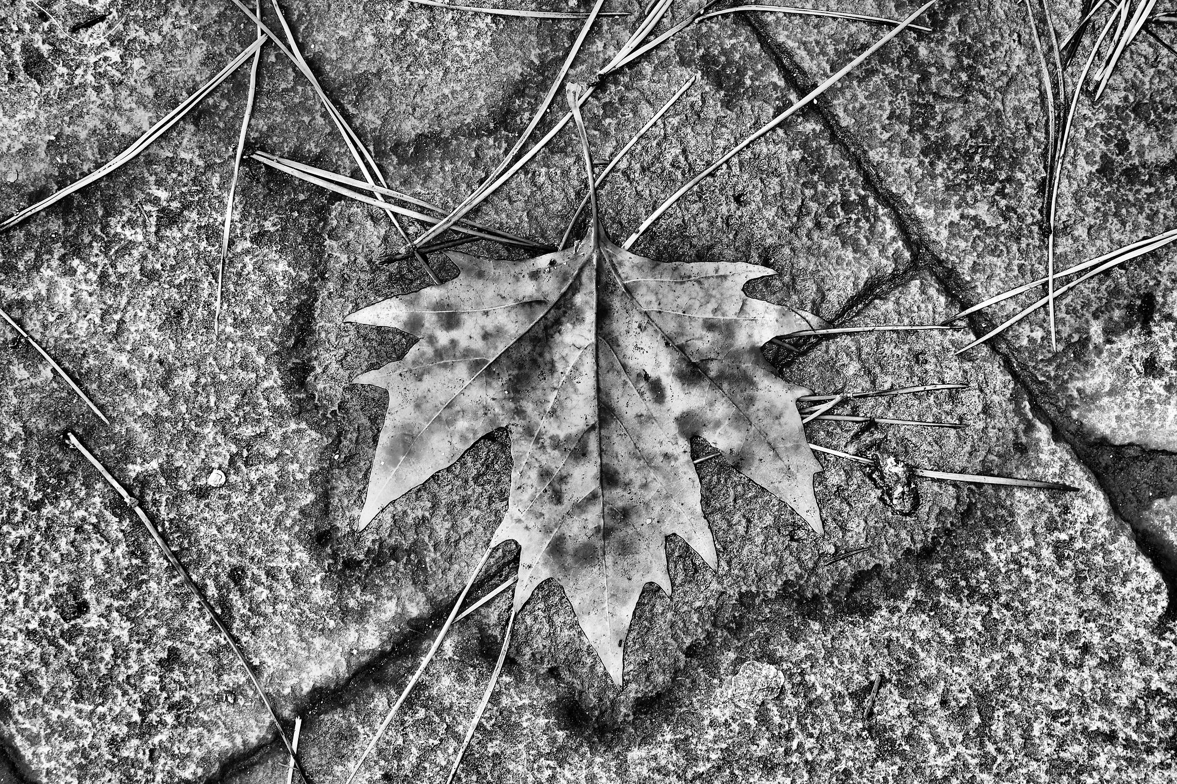 leaf with needles