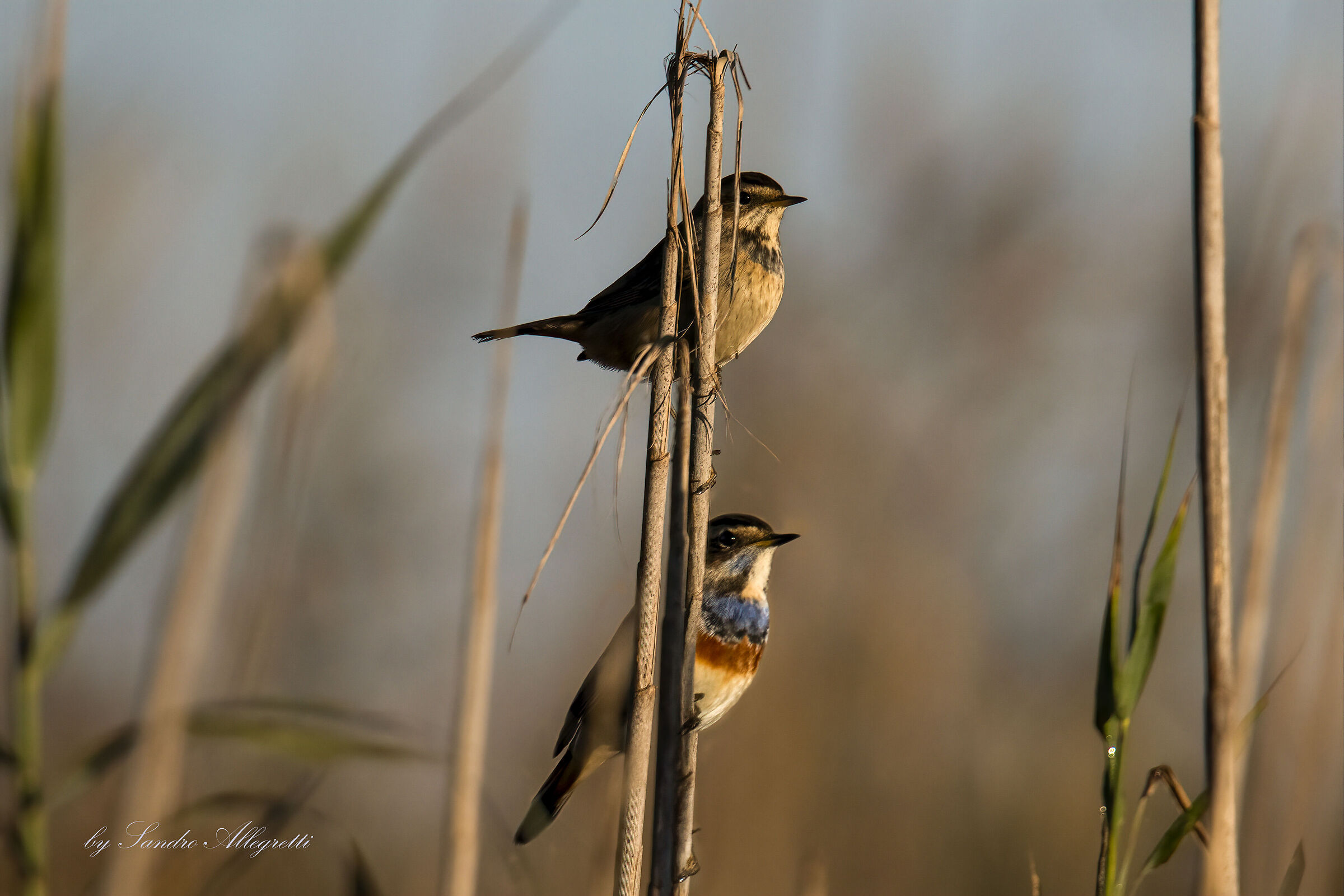 L'alba nel canneto Pettazzurro (F) +(m)