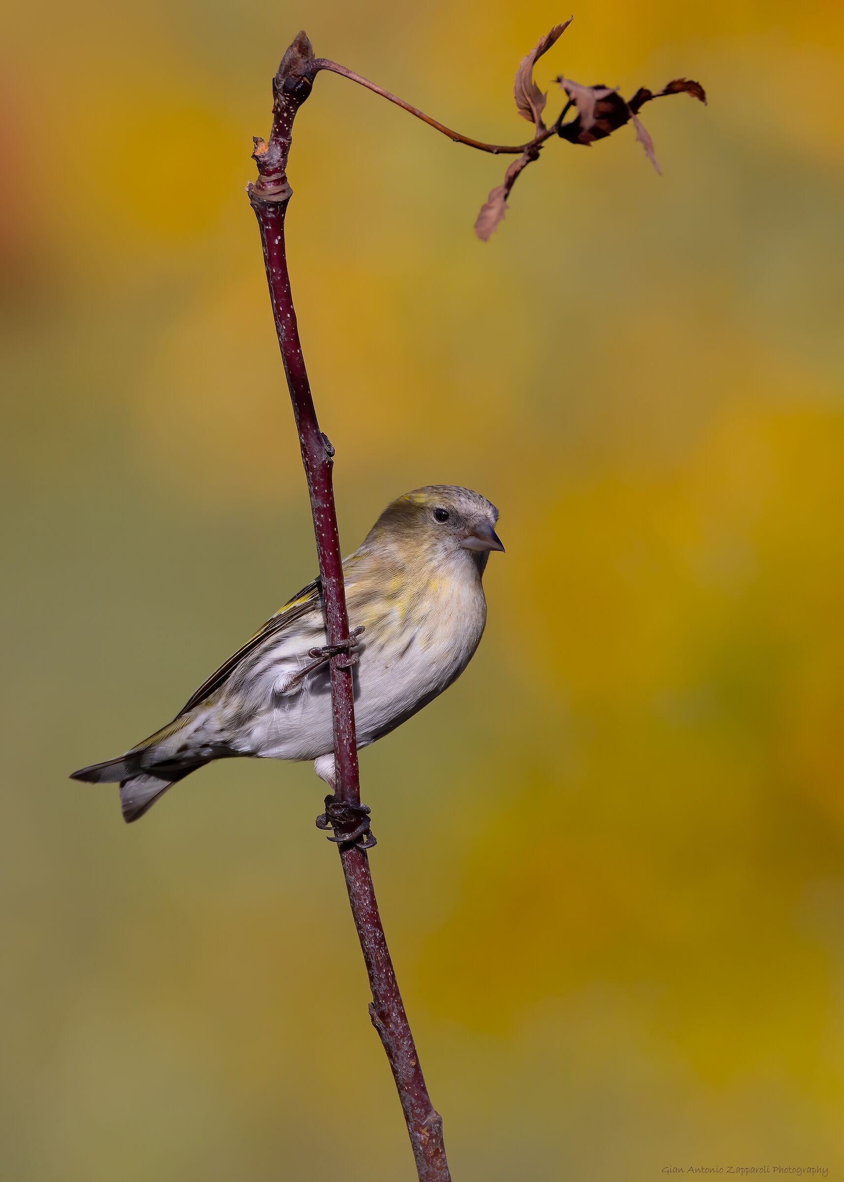 Lucherino (Spinus spinus)