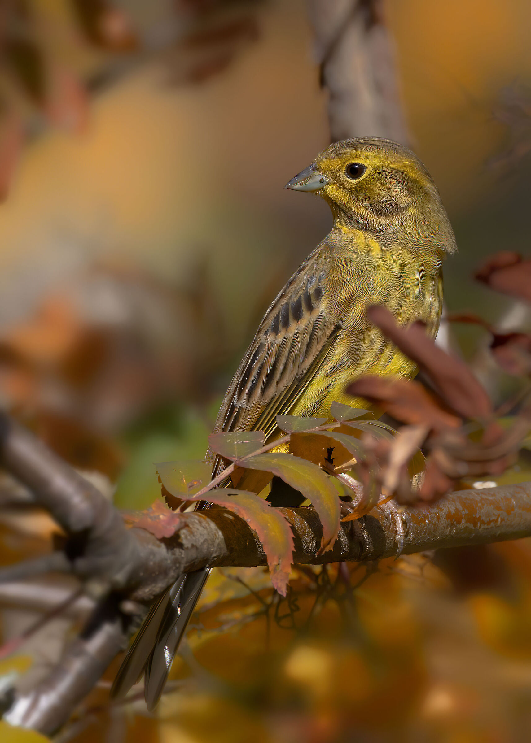 Zigolo giallo (Emberiza citrinella)