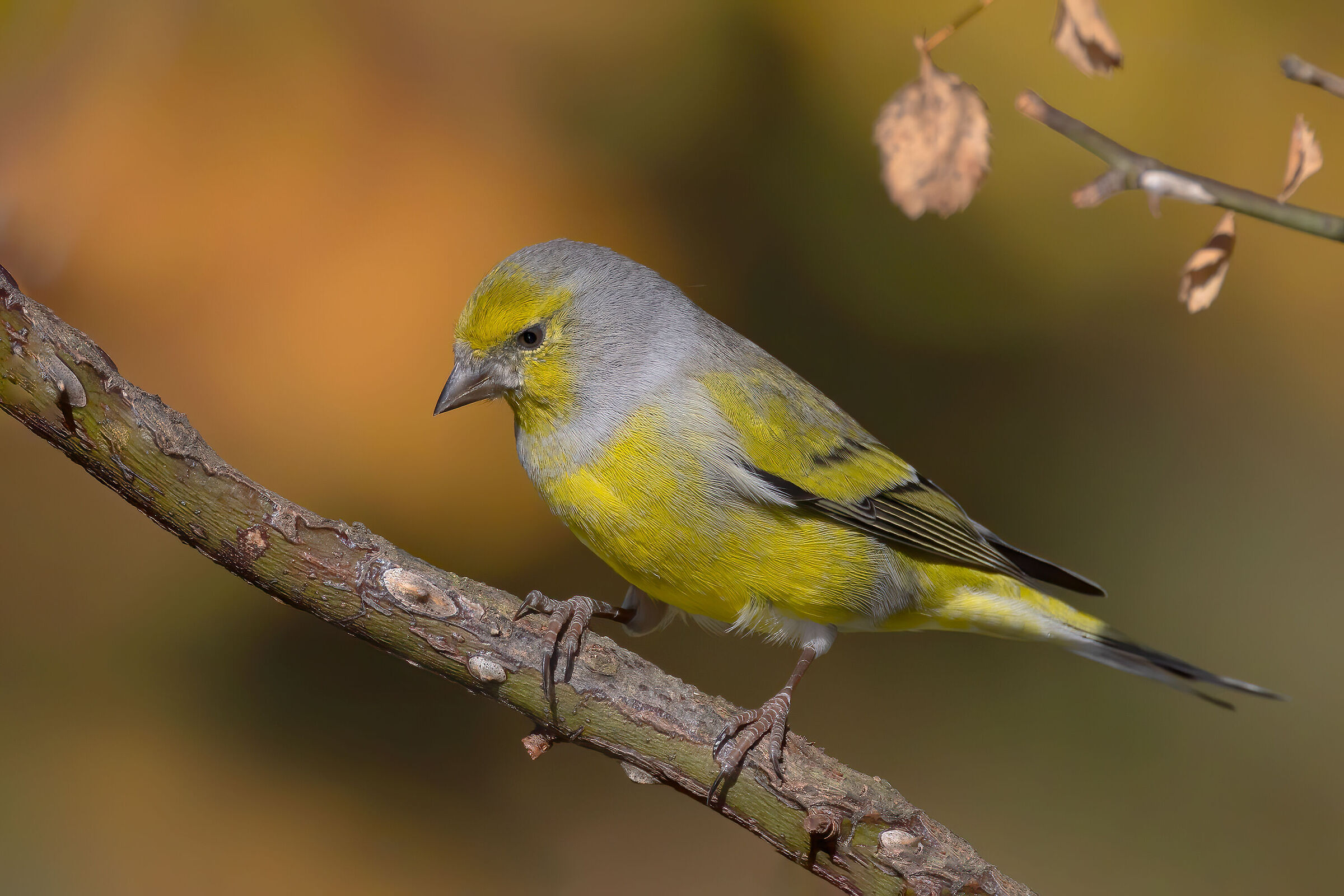 Venturone alpino (Carduelis citrinella)