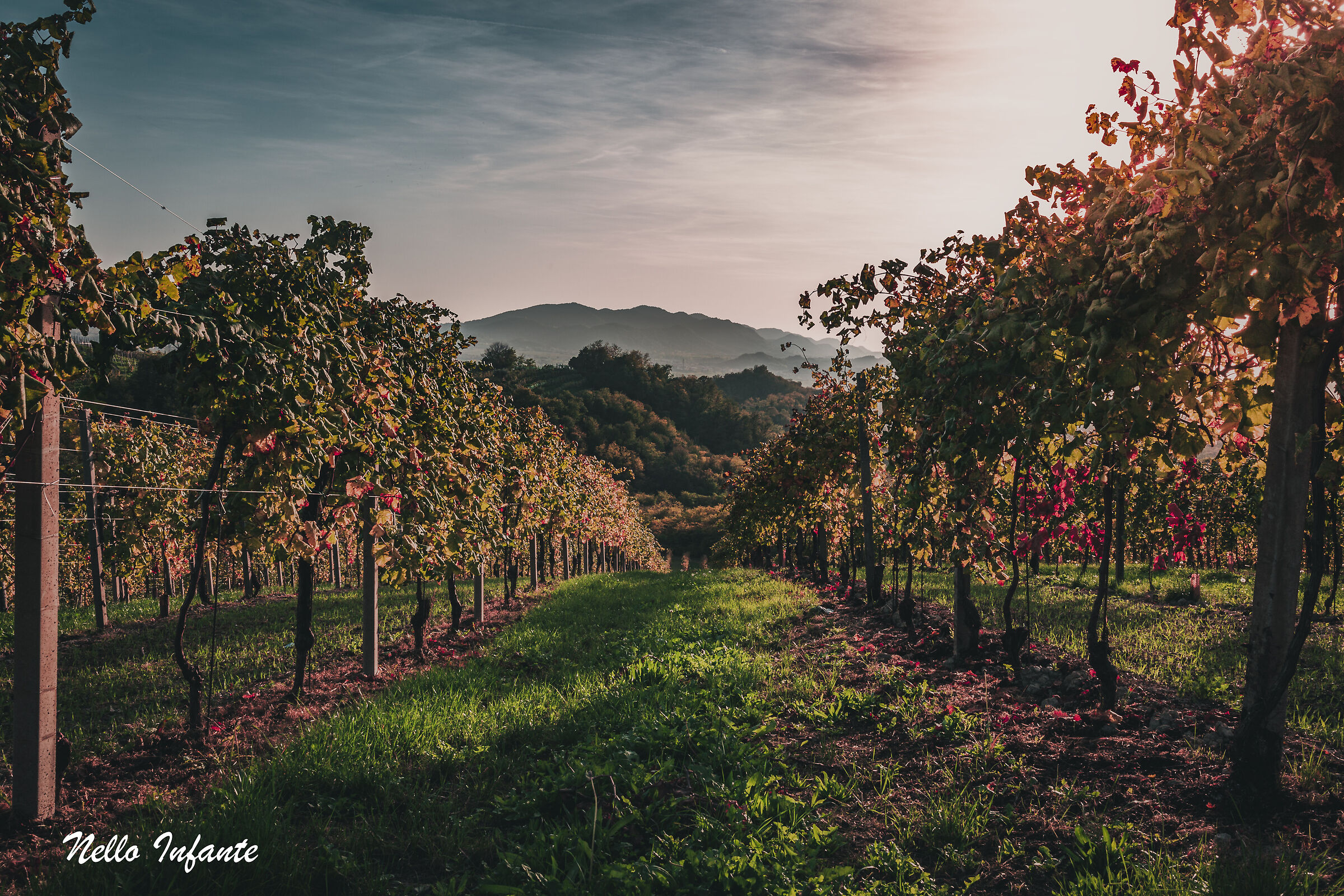 Among the vineyards...