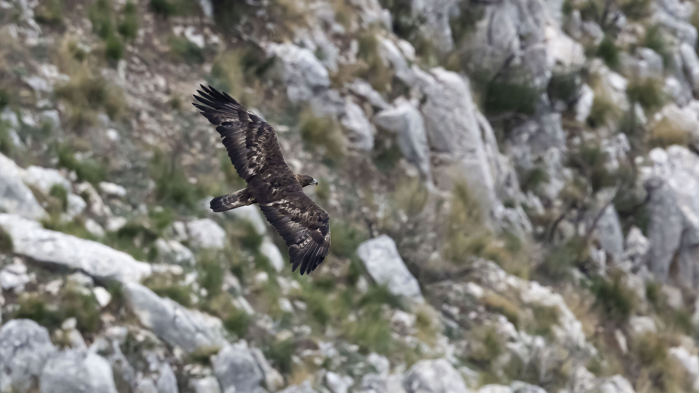 Golden eagle, adult nesting male