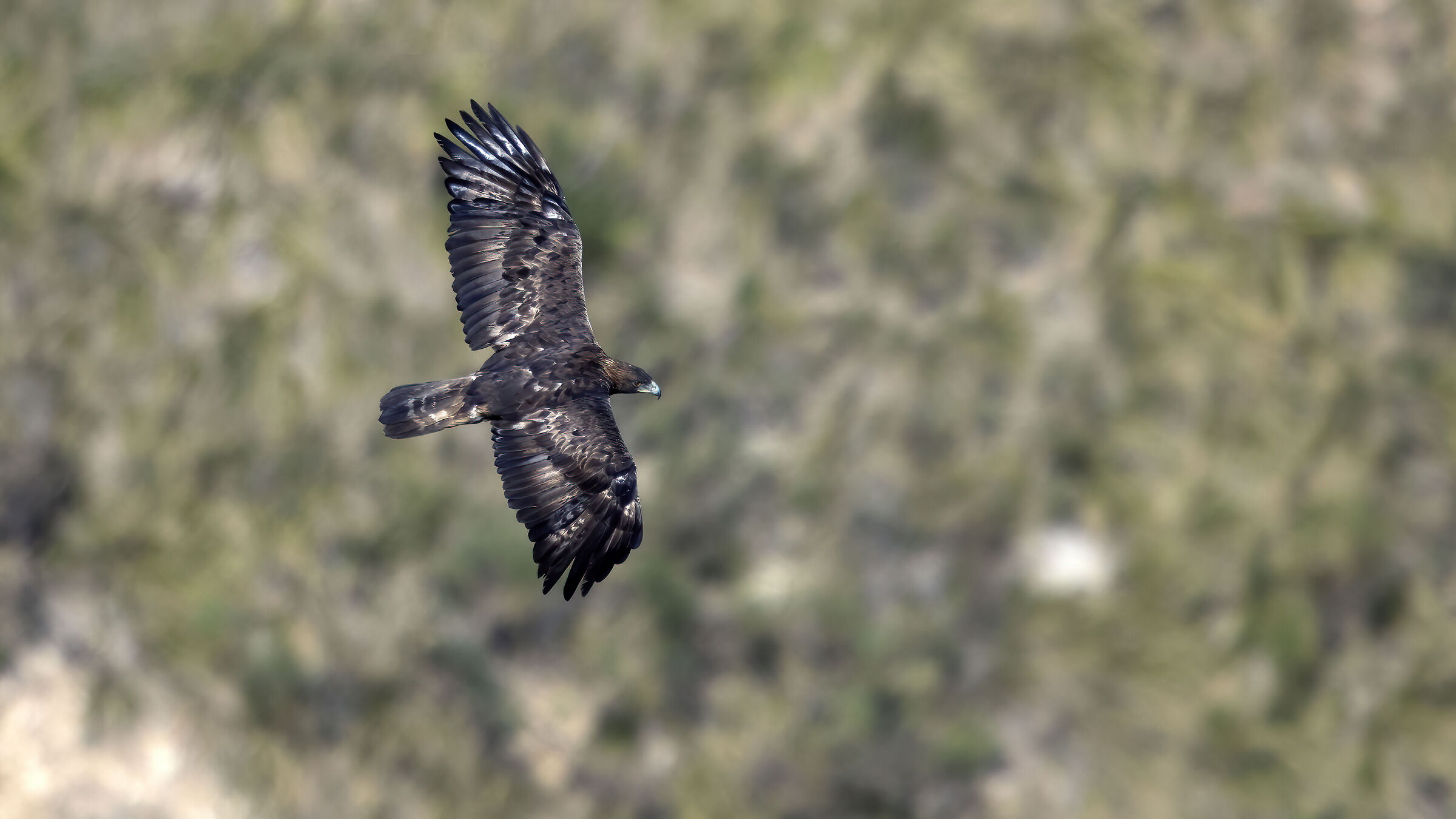 Golden eagle, adult nesting female