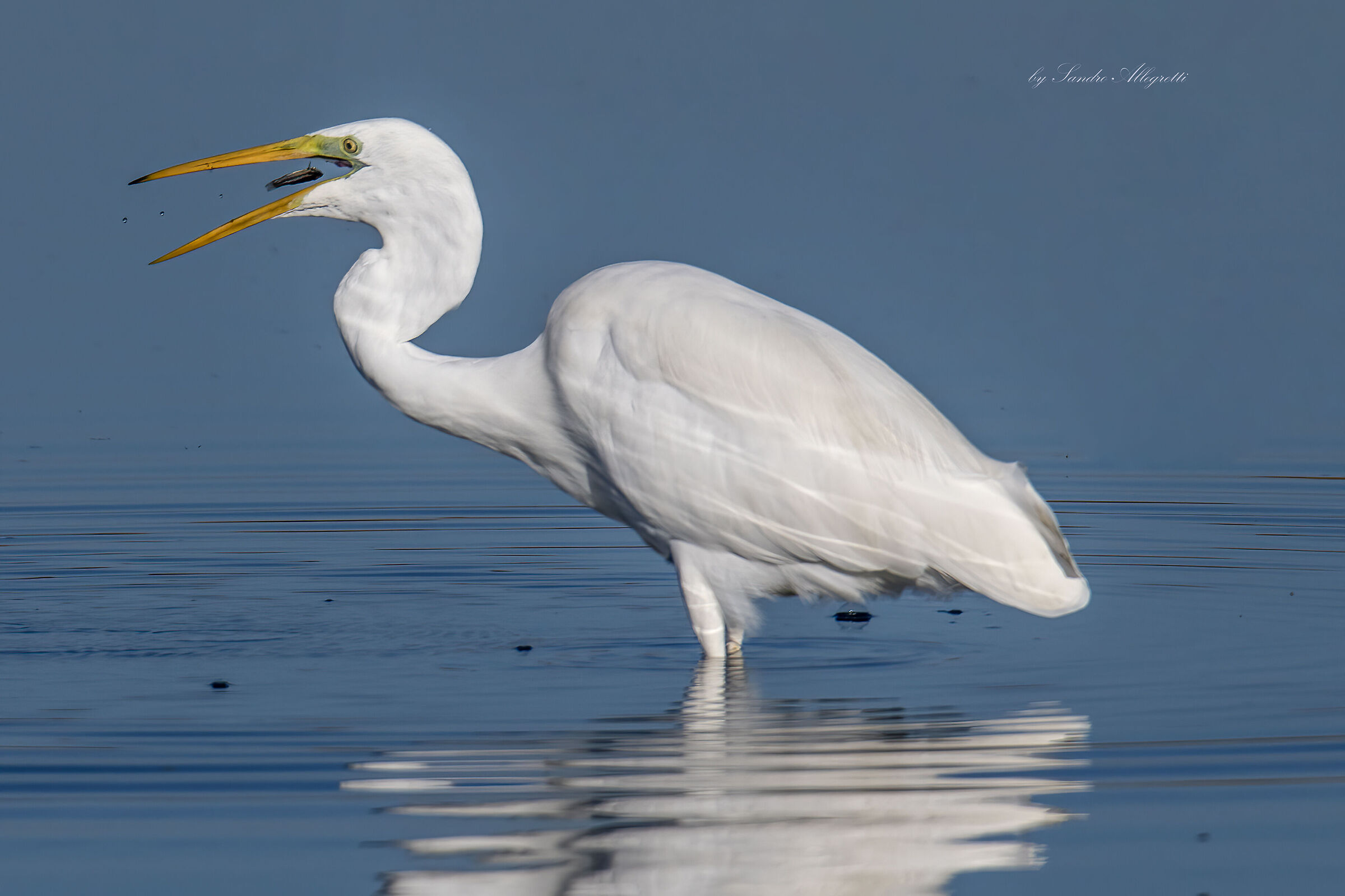 L'airone bianco maggiore (Ardea alba)