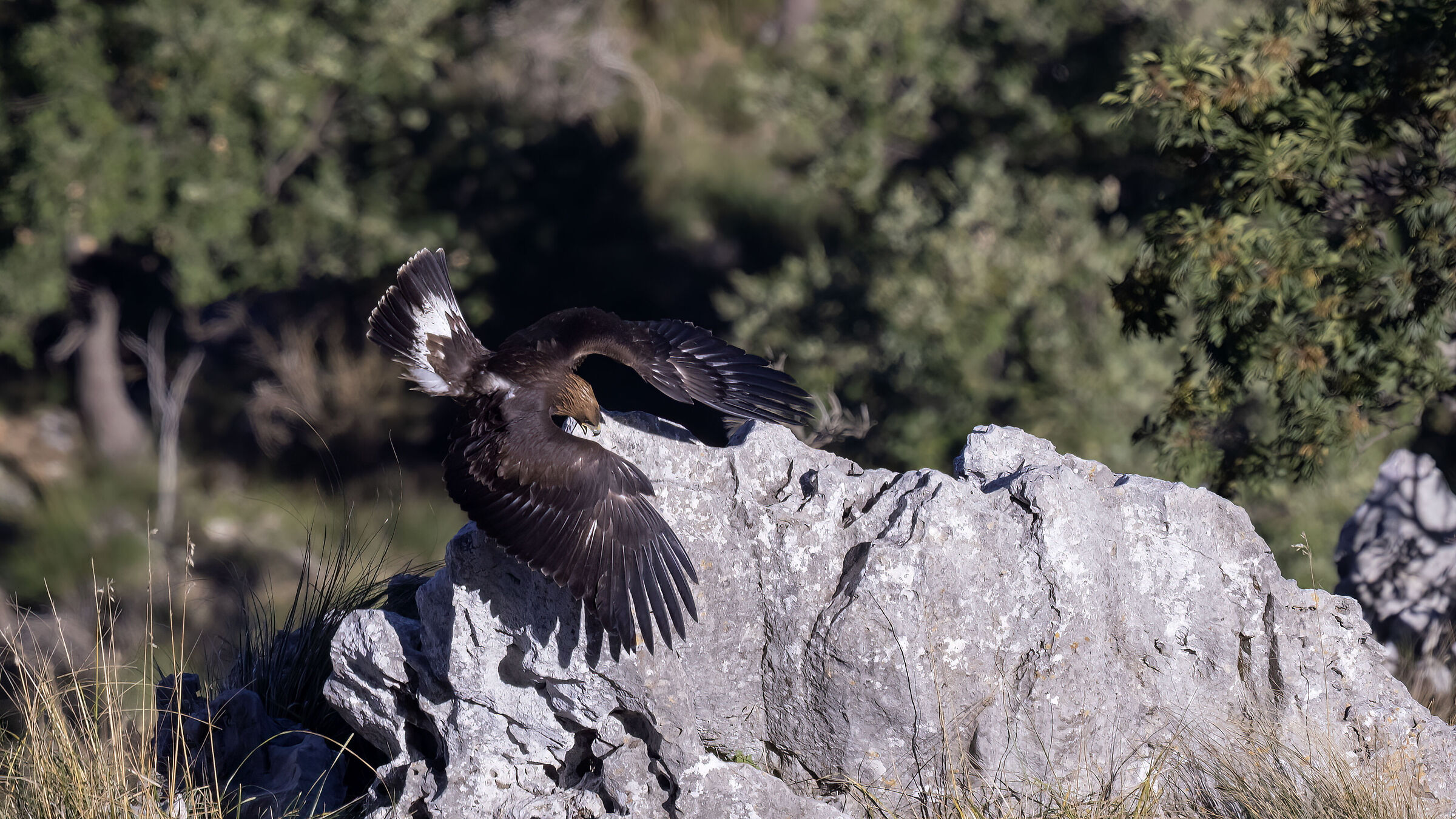 Golden eagle, young