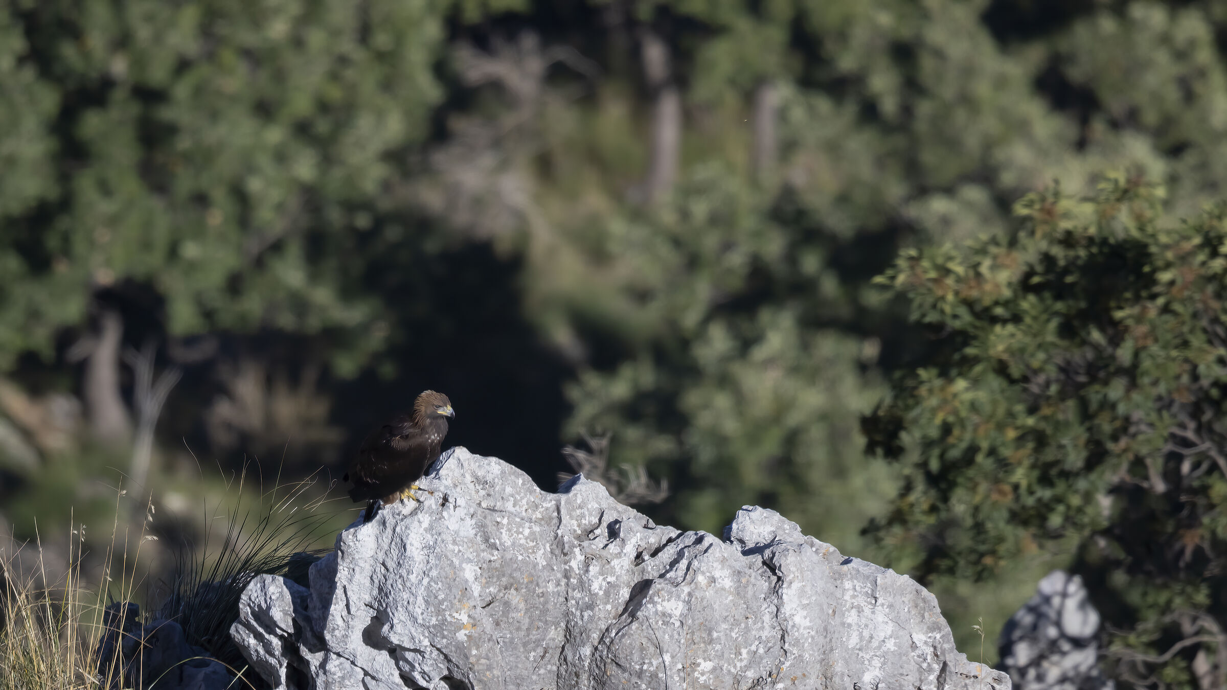 Golden eagle, young