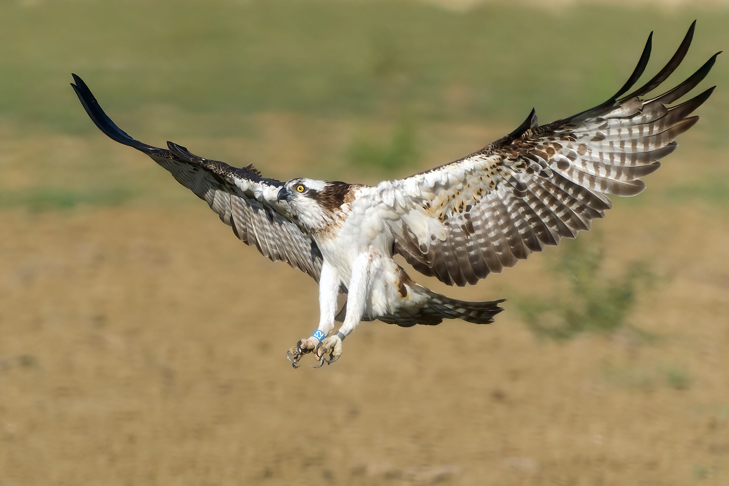 Osprey