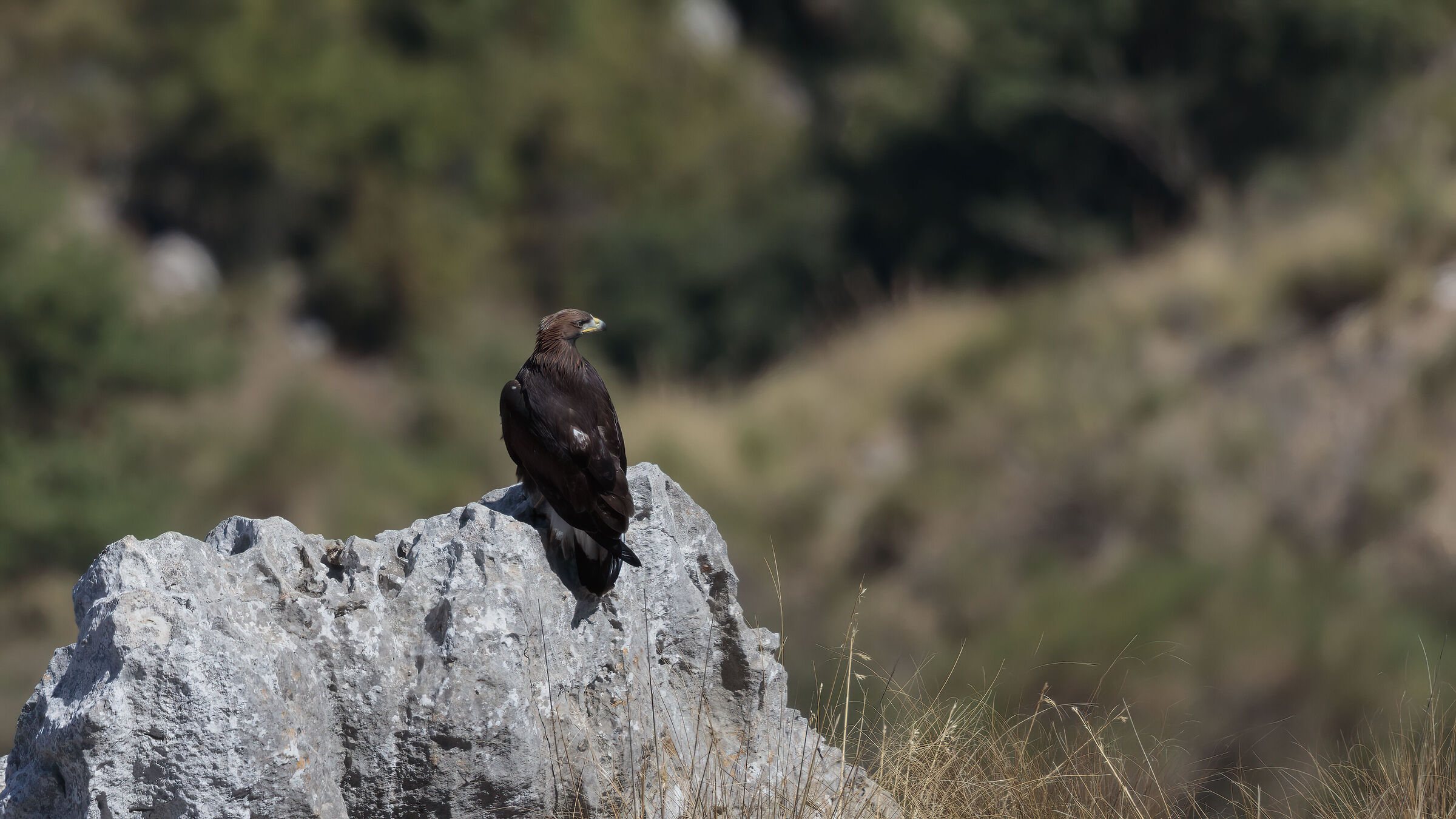 Golden eagle, young