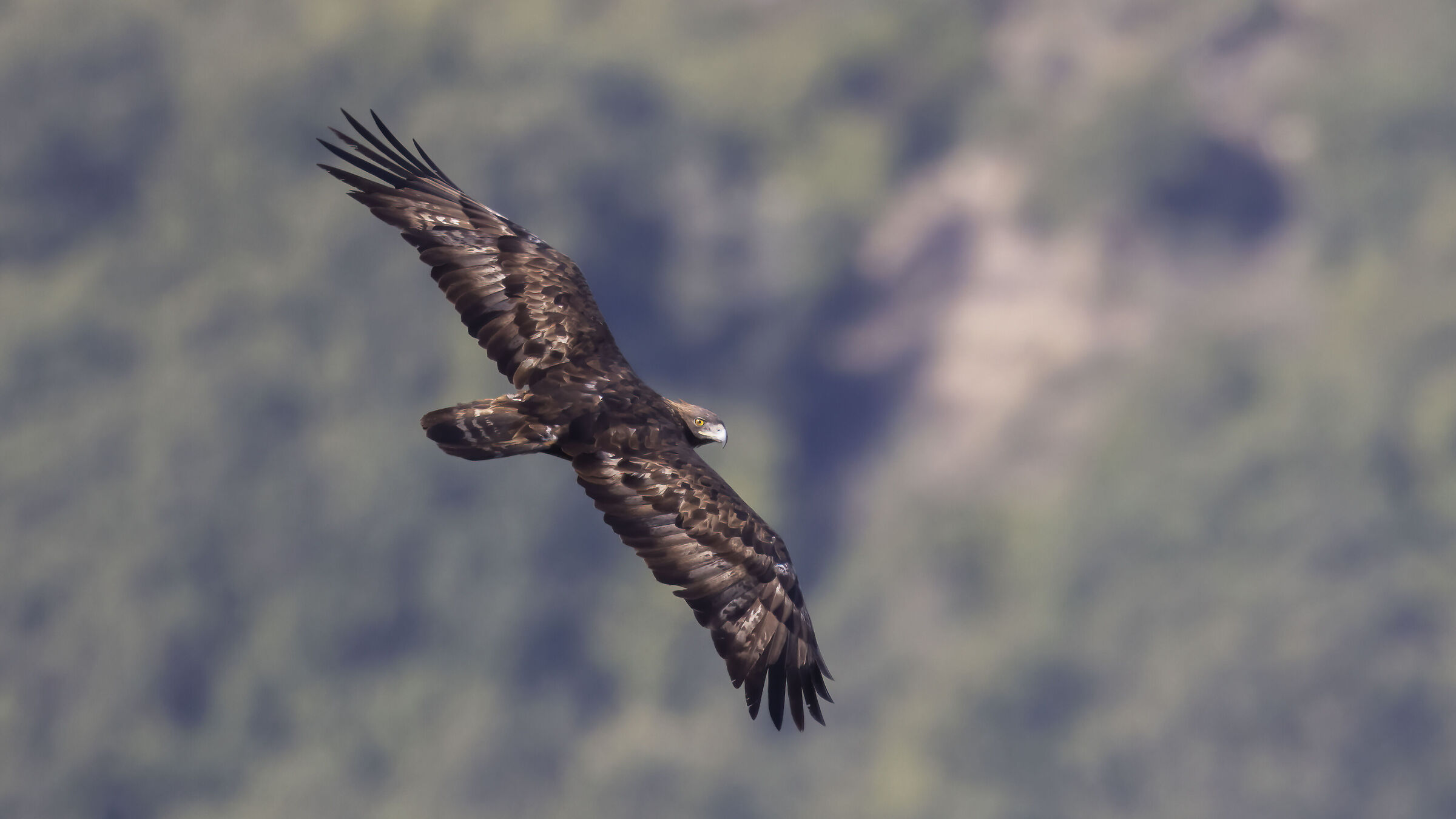 Aquila reale, maschio adulto nidificante