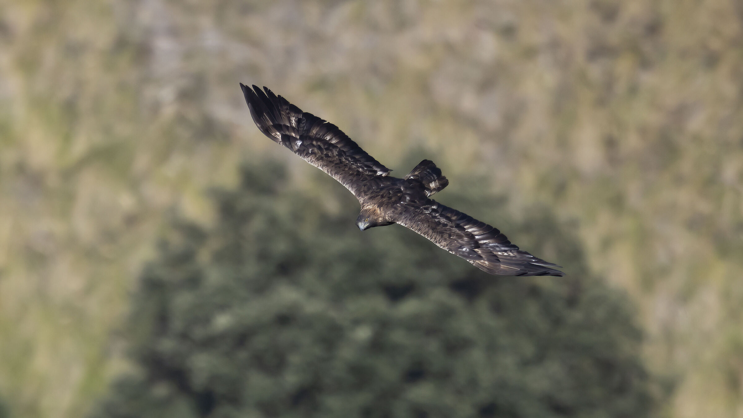 Golden eagle, adult nesting female