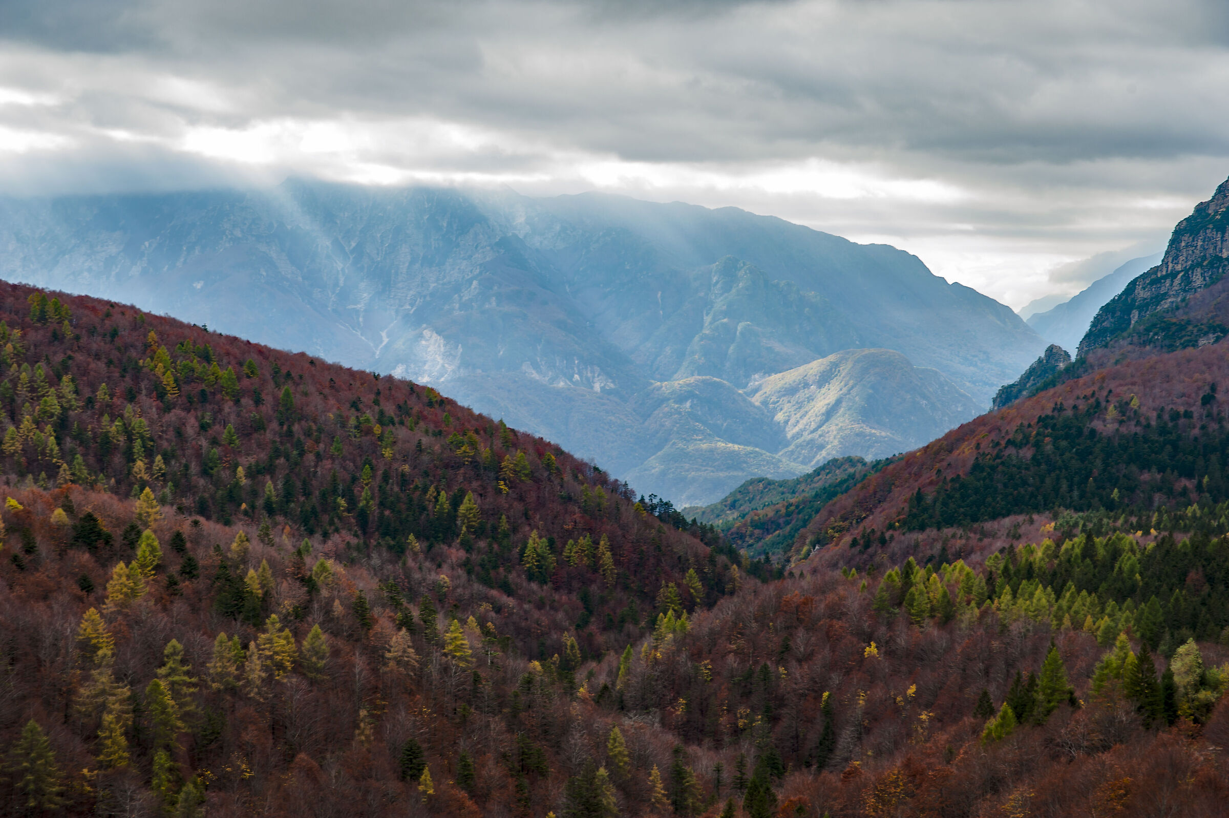 Autumn colour contrasts - forest