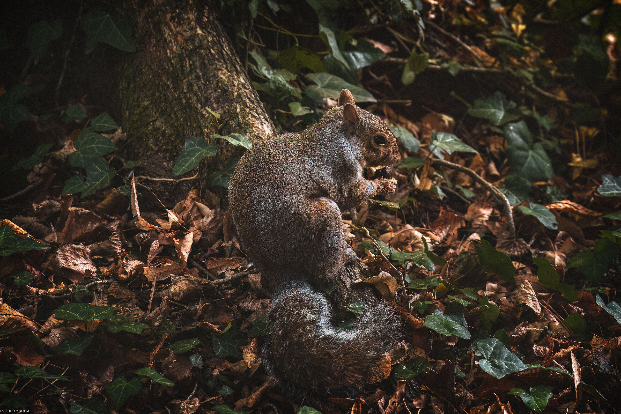 Chestnuts for breakfast
