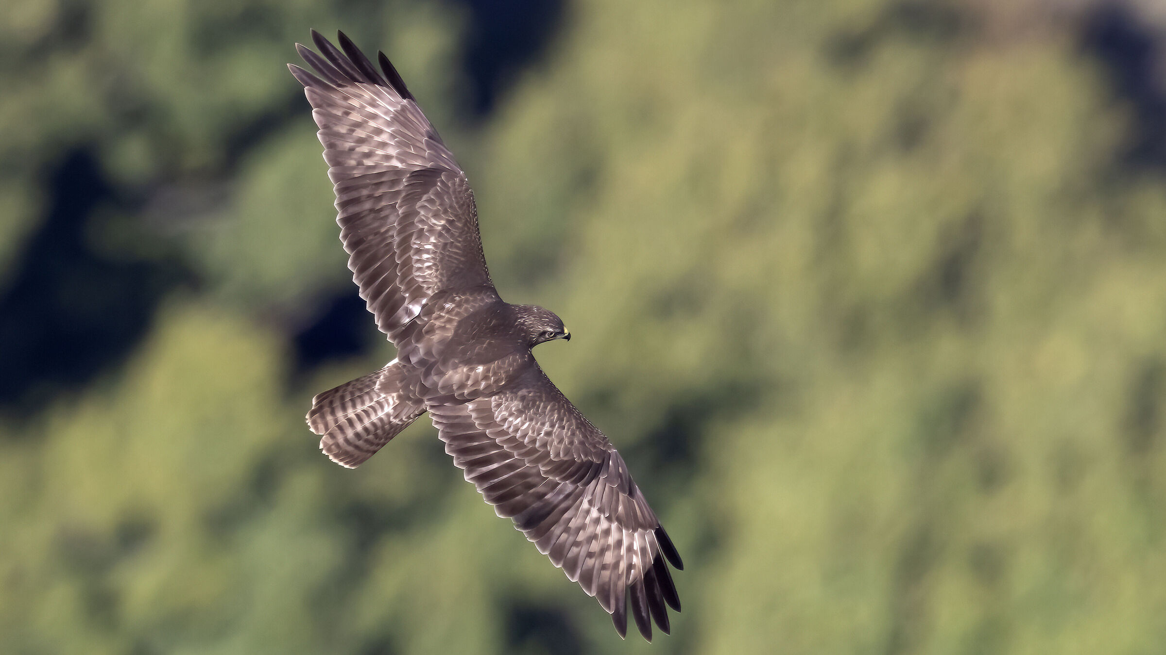 Buzzard