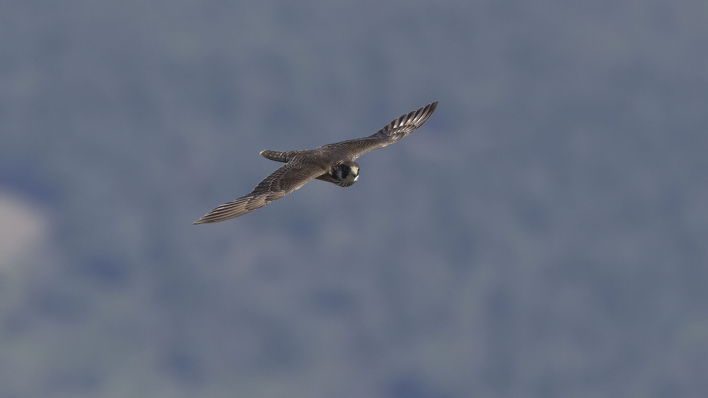 Peregrine falcon, young
