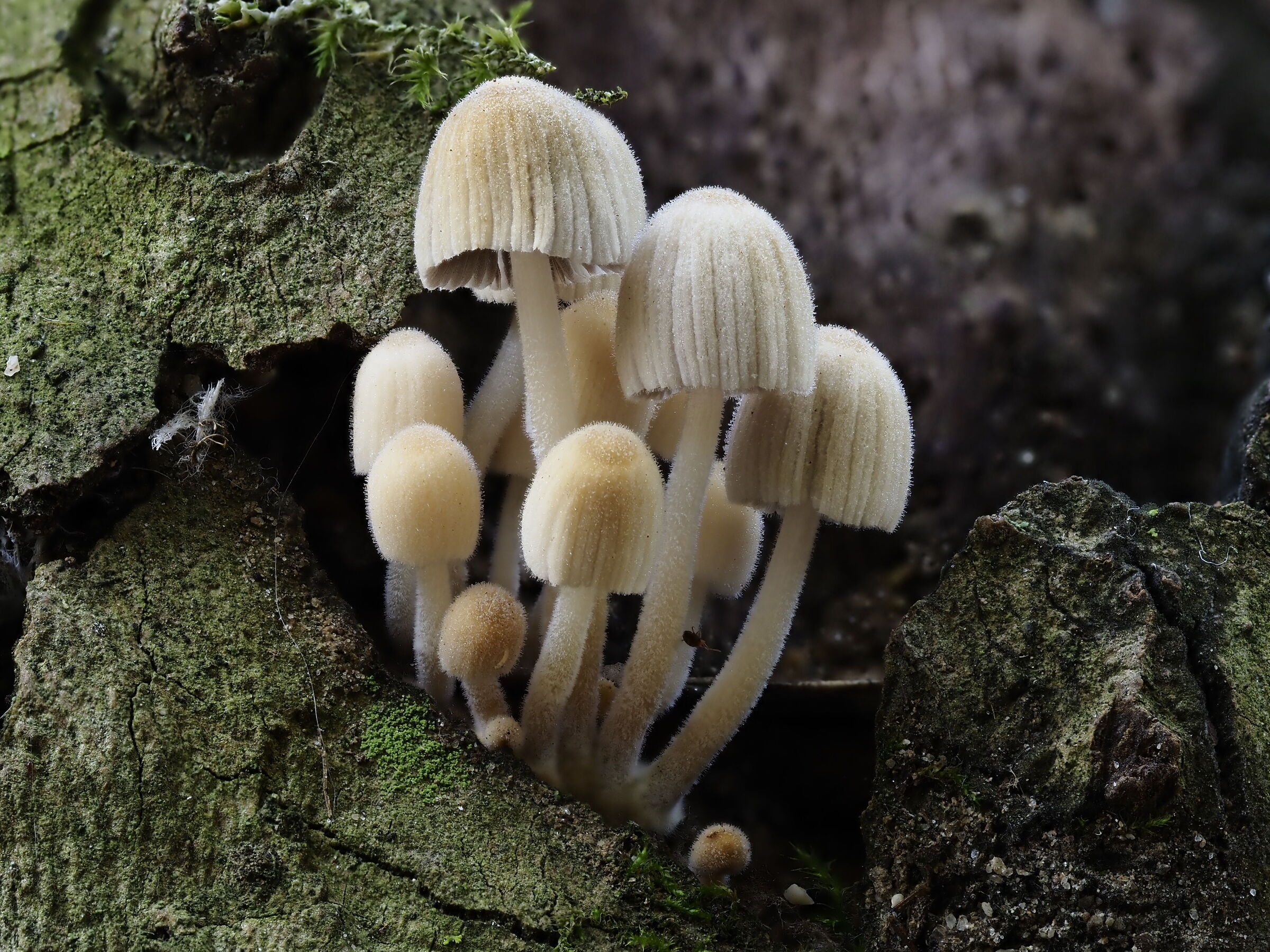 mushrooms 1