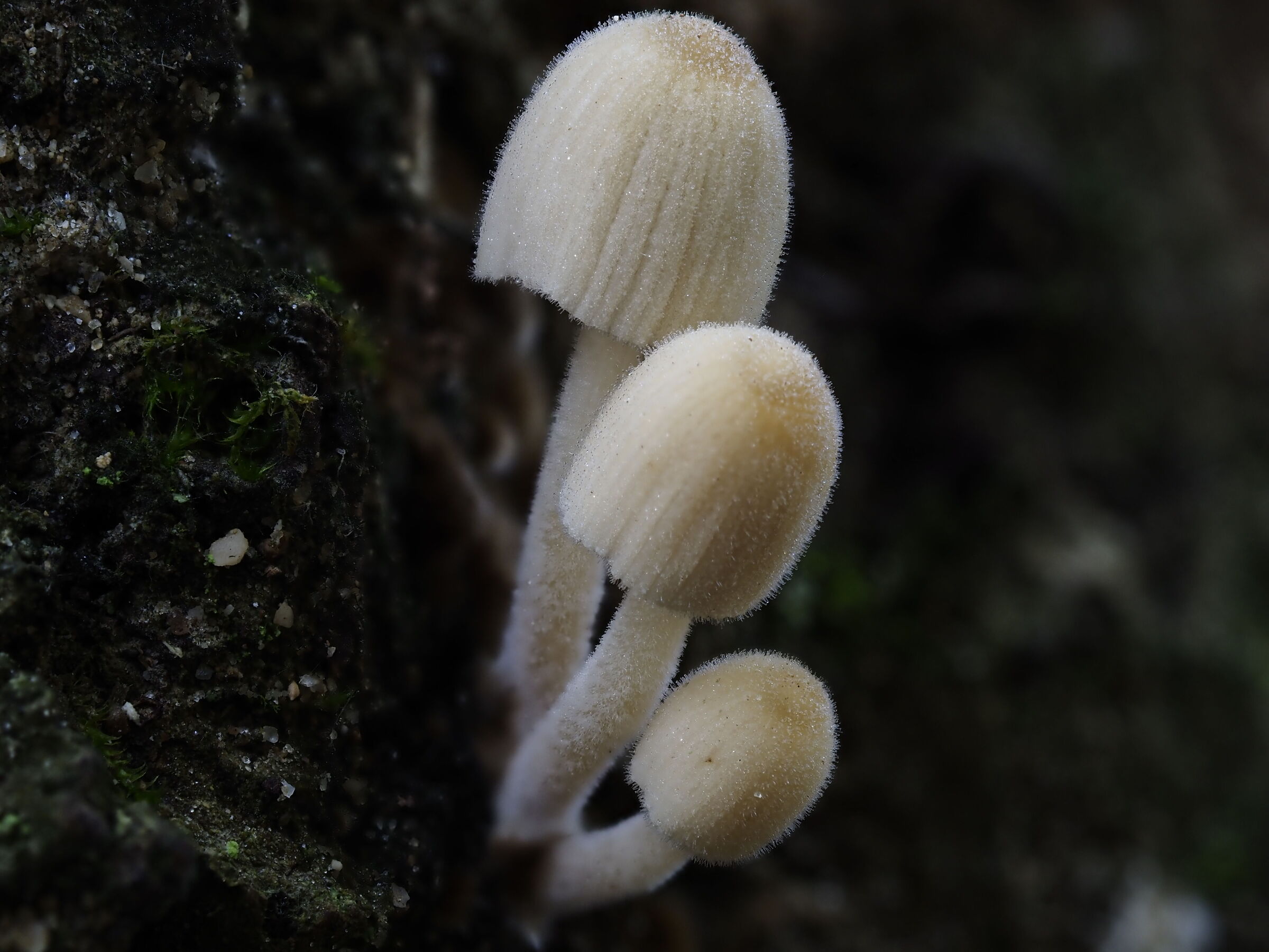 mushrooms 2