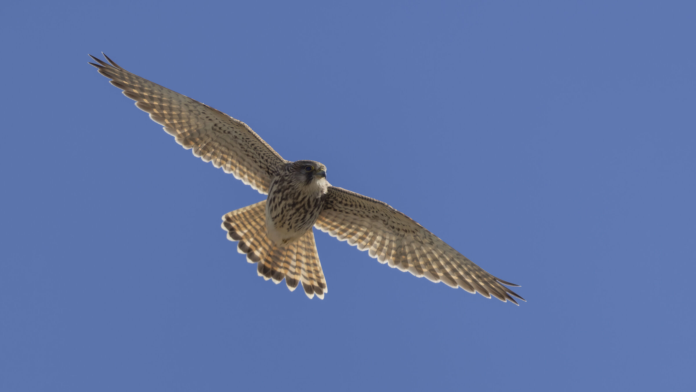 Gheppio, femmina adulta