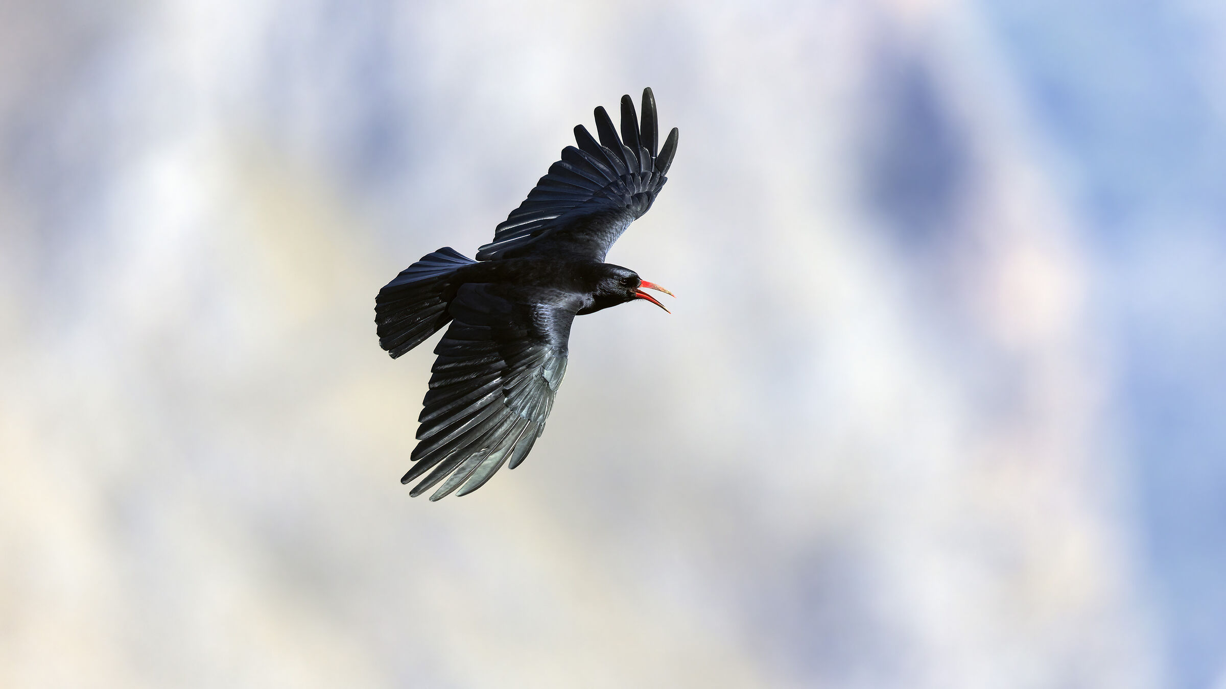 Coral chough