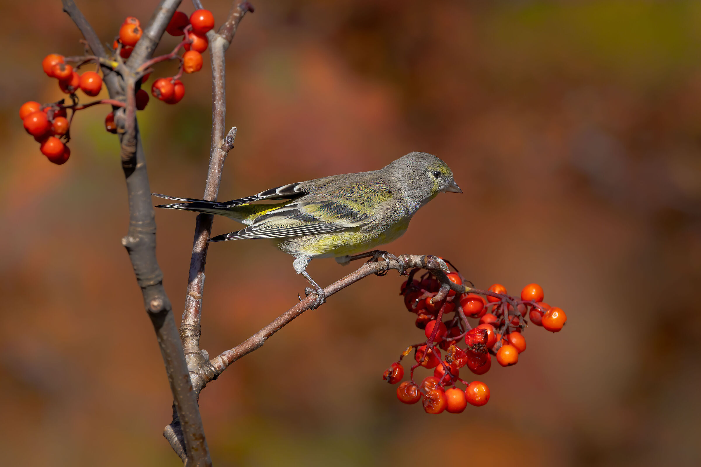 Venturone alpino (Carduelis citrinella)