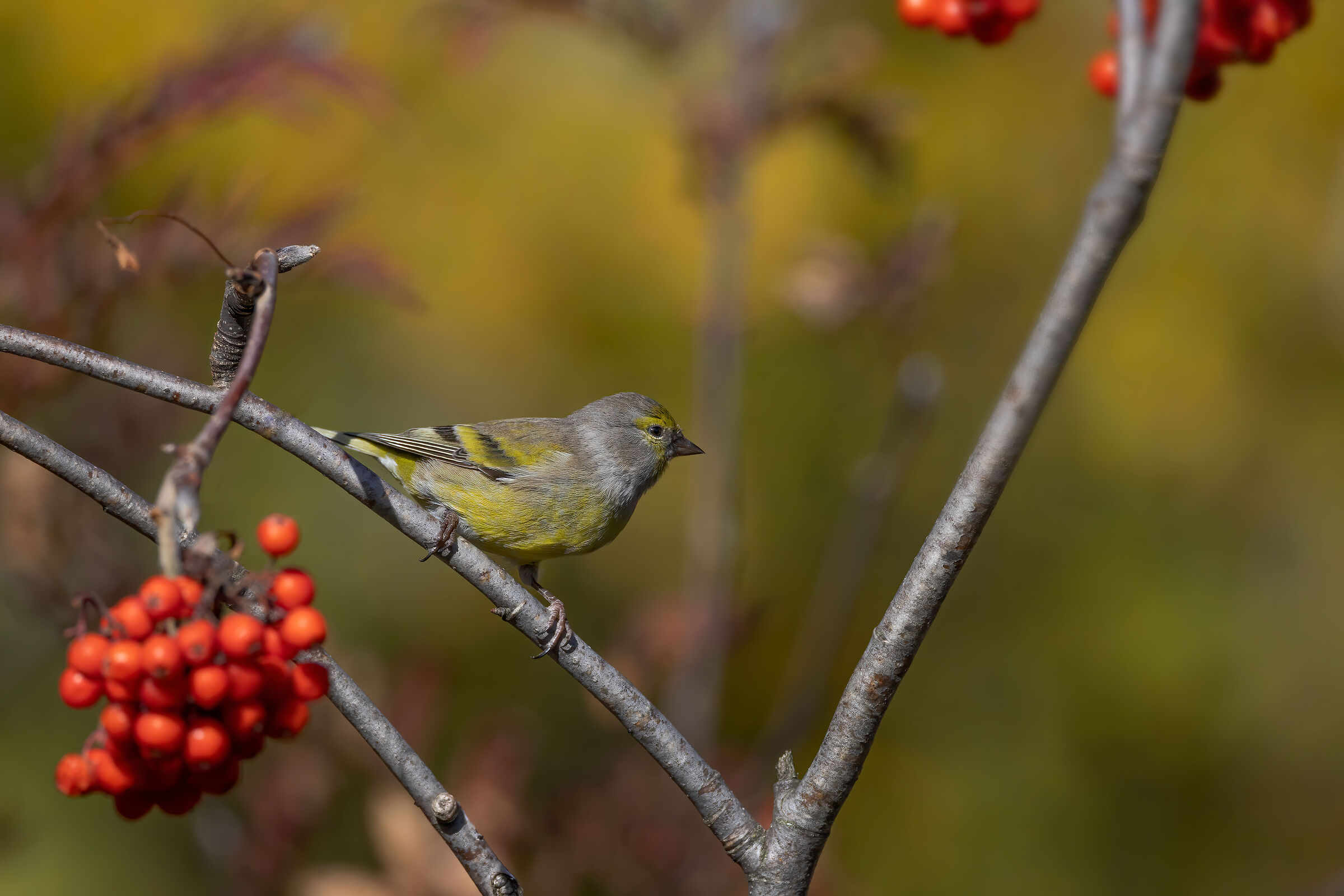 Lucherino ambientato