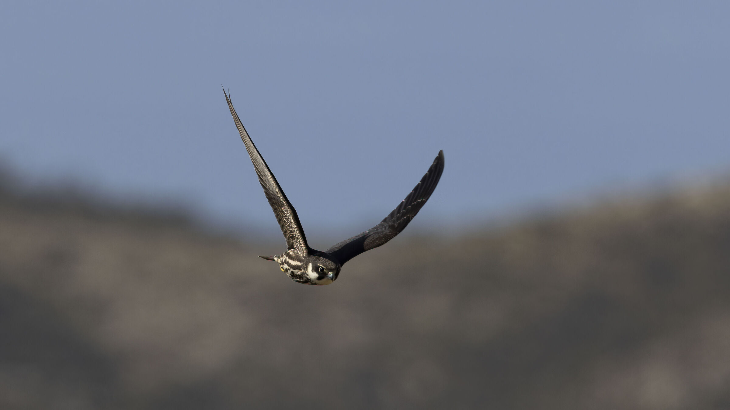 Lodolaio in volo dimostrativo