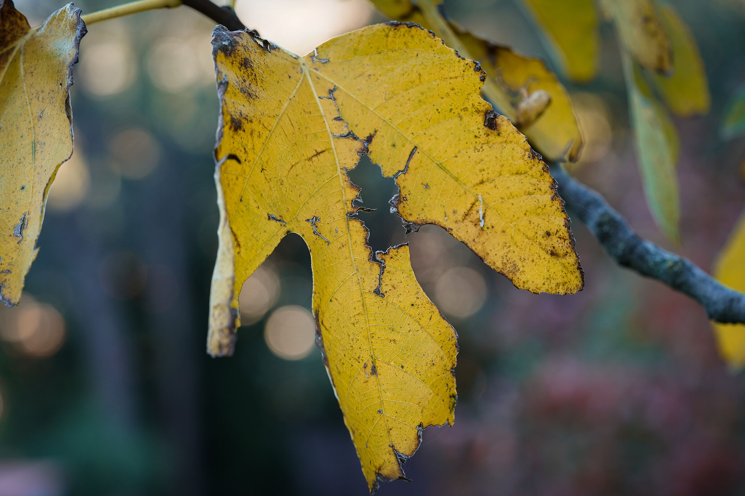 The last leaves fall