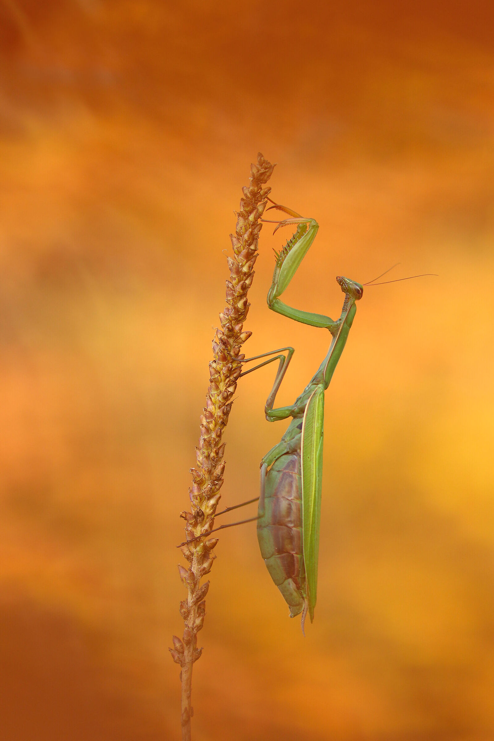 Colori dell'autunno